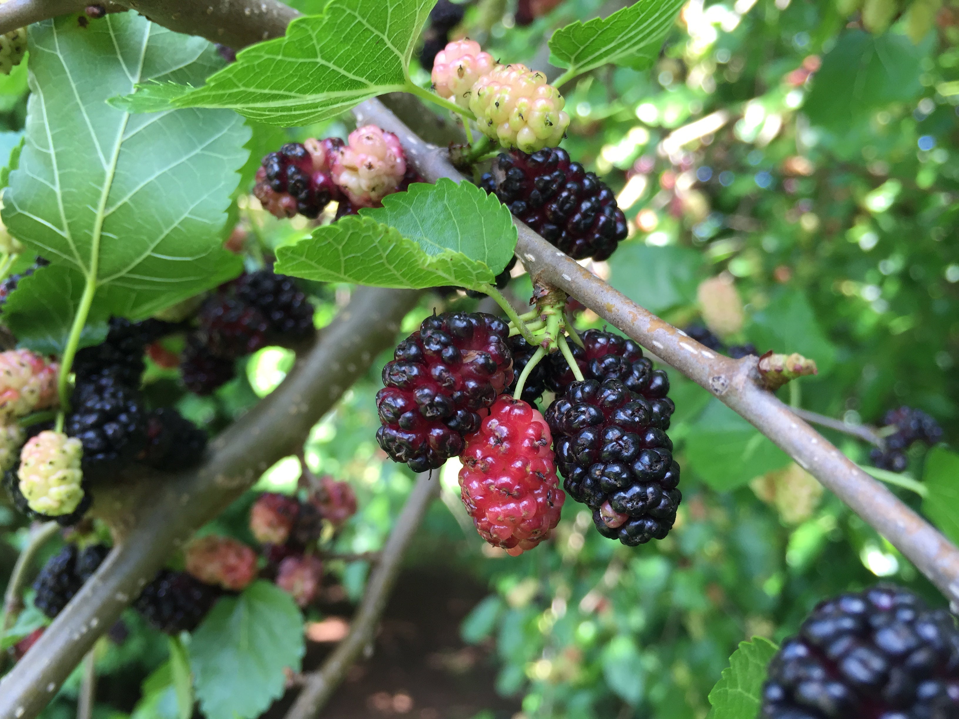 Bare Root Native Fruit Plants For Sale - Ships Spring 2025 – The
