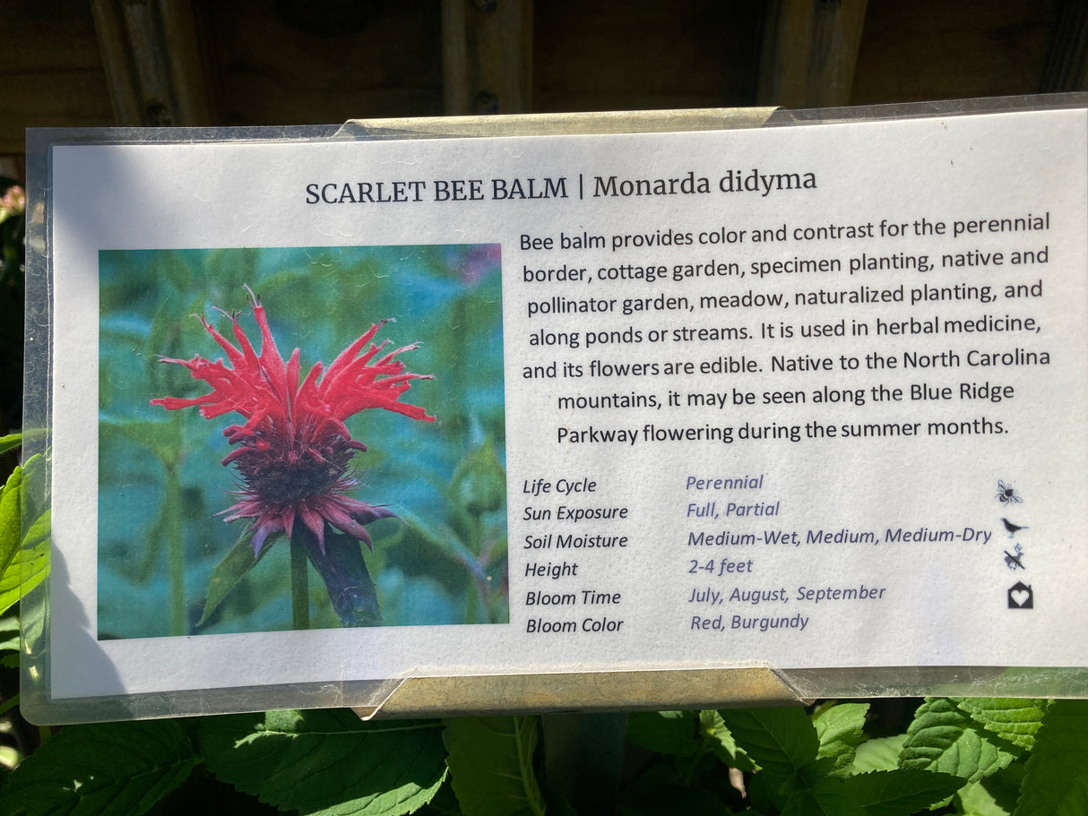 Bee Balm, Scarlet
