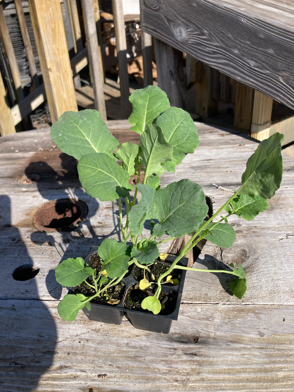 Broccoli, Di Cicco