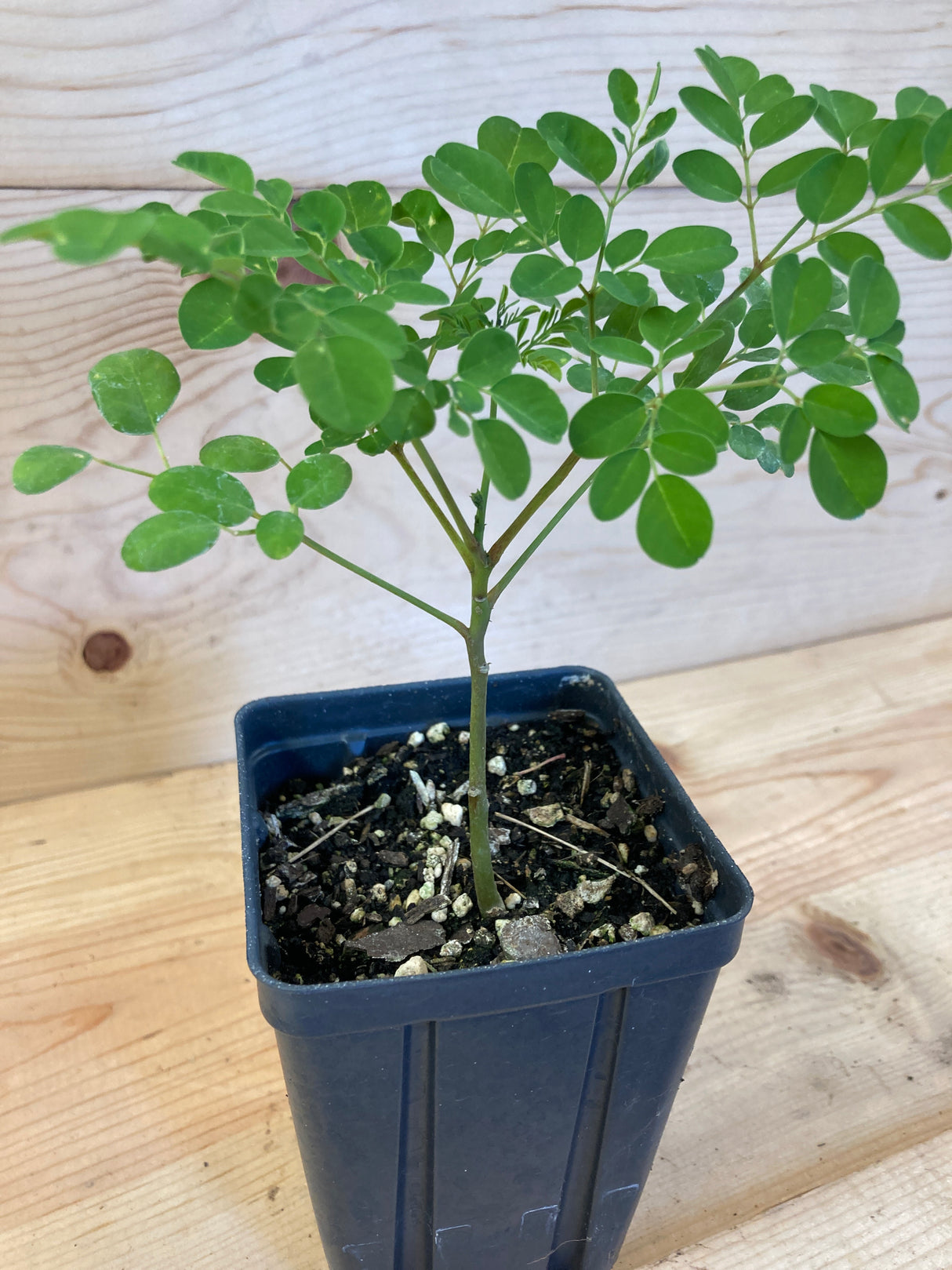 Moringa Organically Grown Plants For Sale