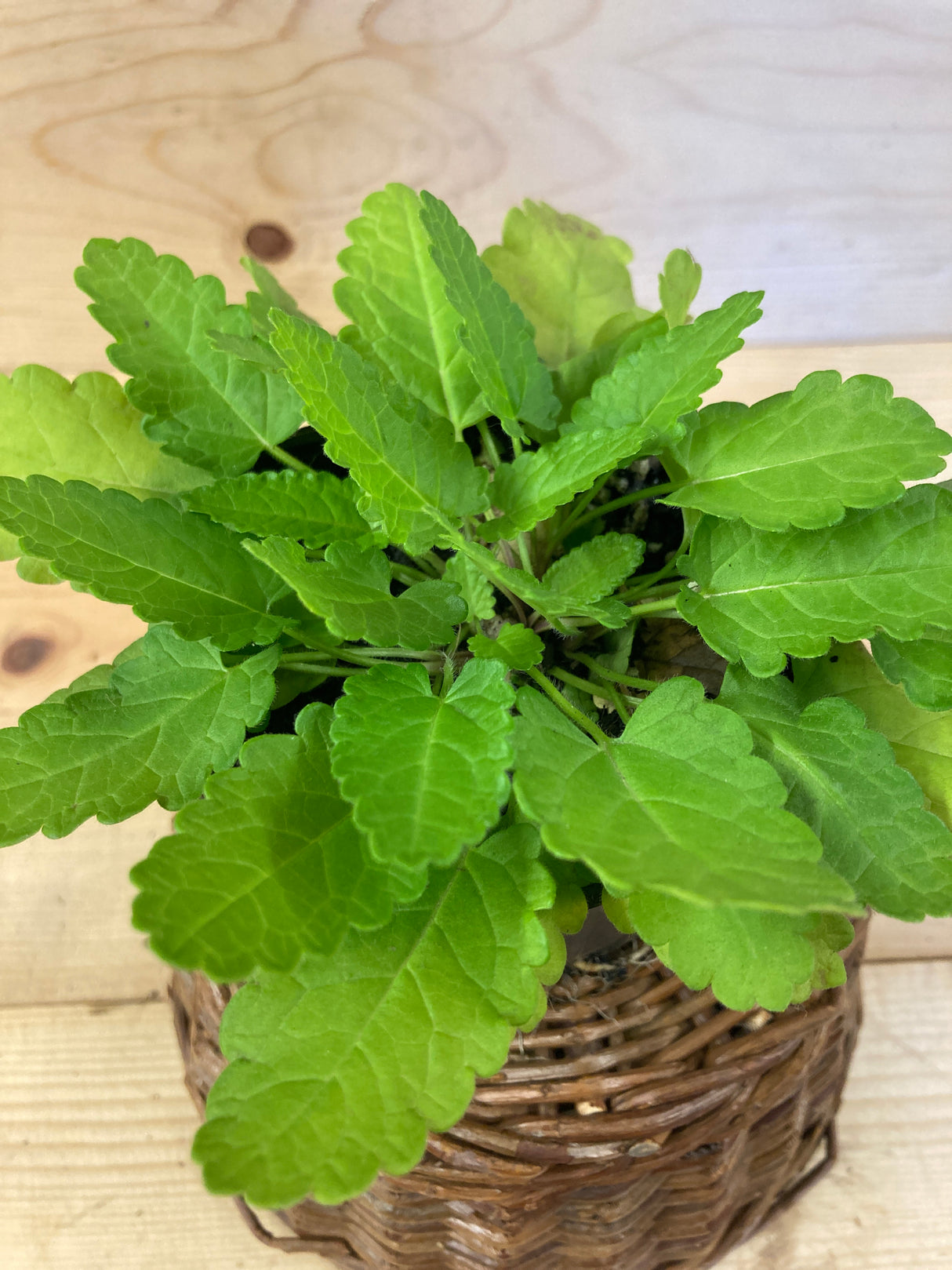 Wood Betony (Woundwort)