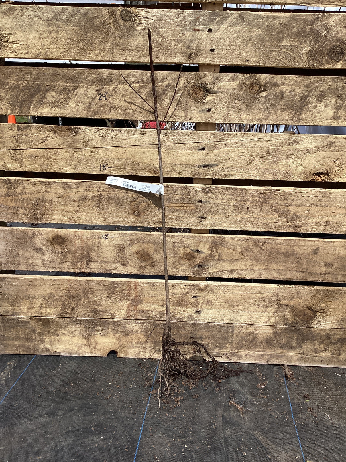 Carolina Buckthorn, Bare Root