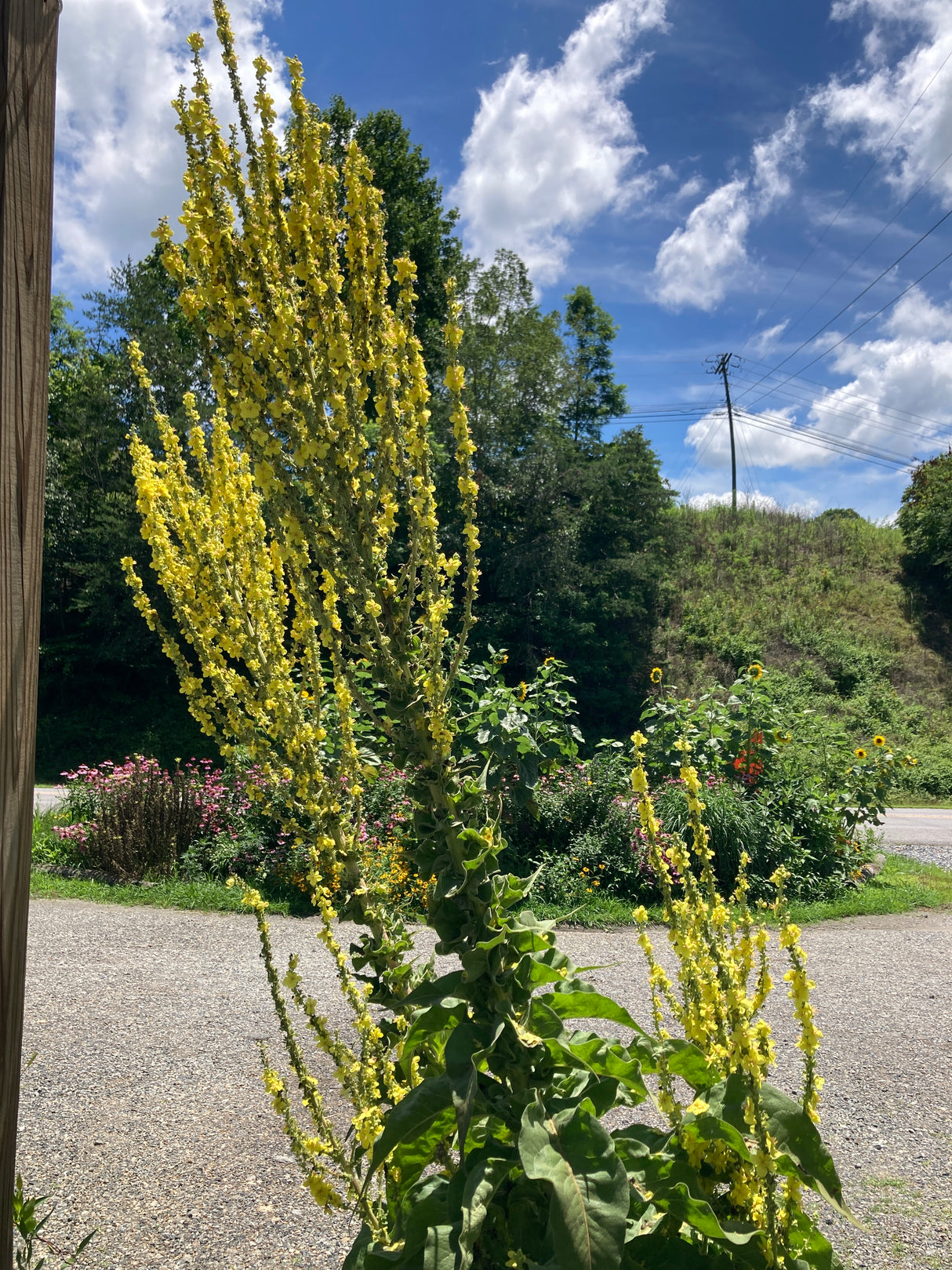 Greek Mullein Organically Grown Medicinal Plants For Sale