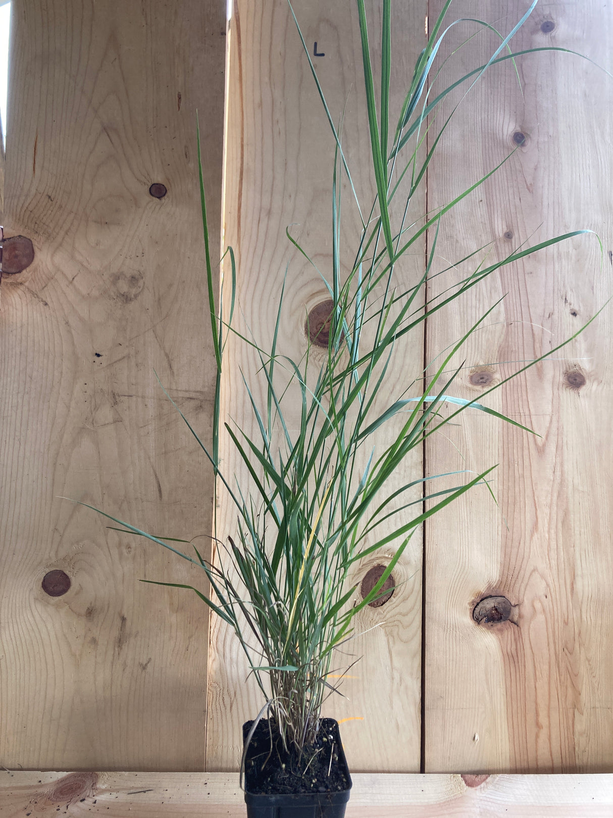 Switchgrass, Prairie Dog