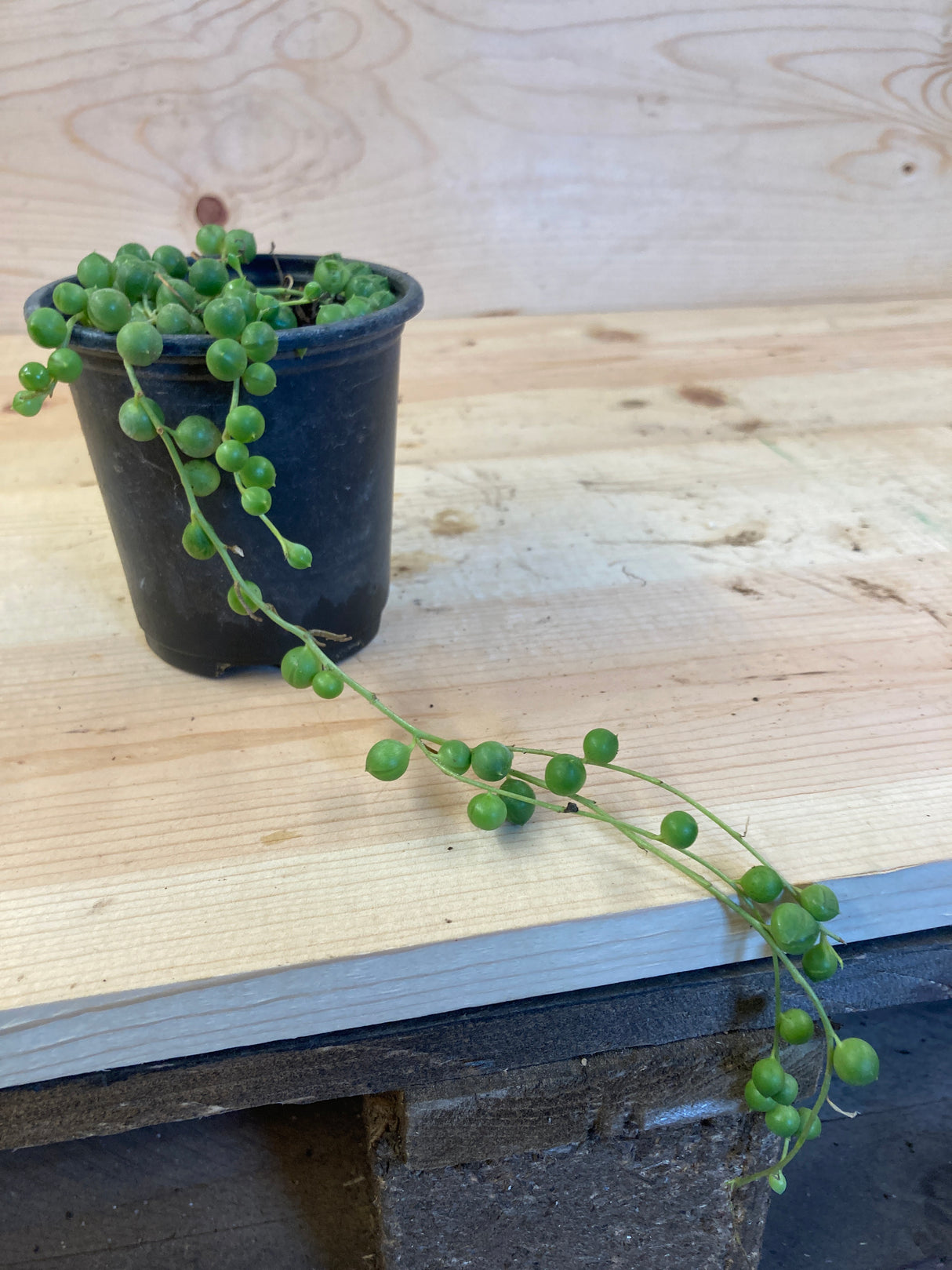 String of Pearls Organically Grown Succulent Plant For Sale
