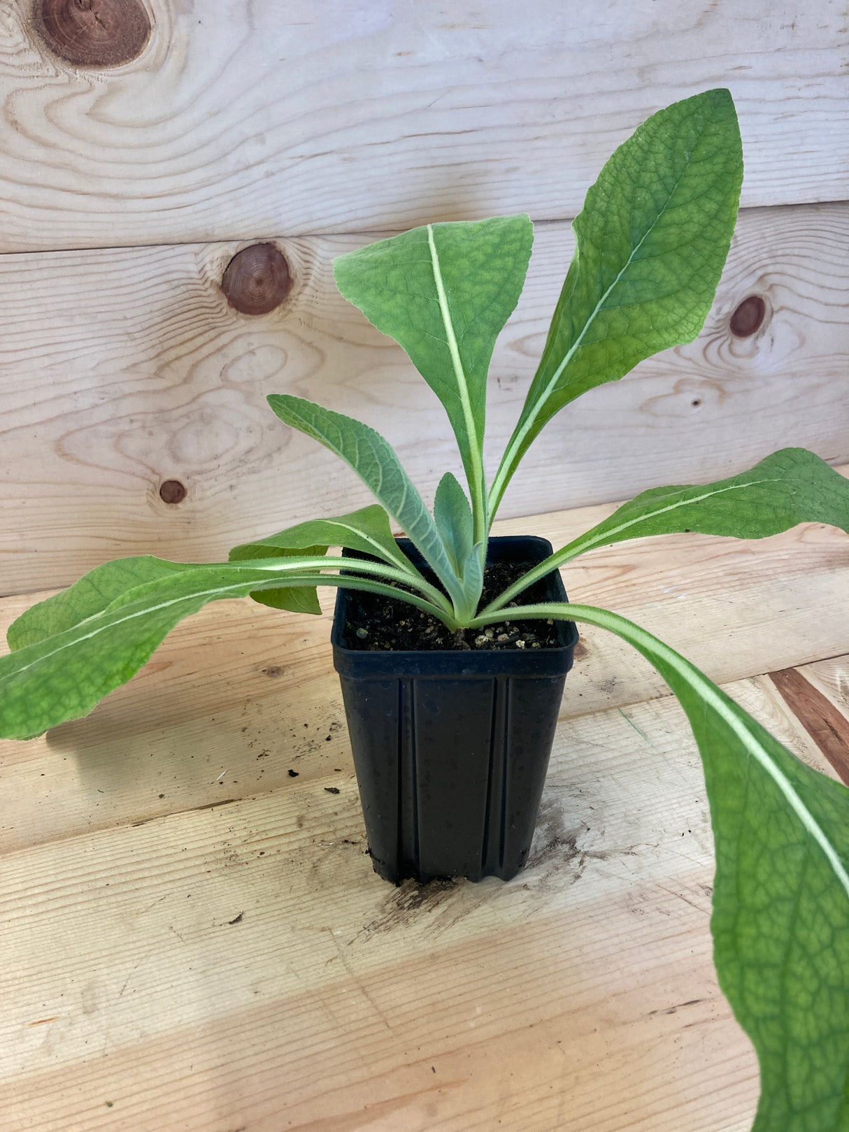 Greek Mullein Organically Grown Medicinal Plants For Sale