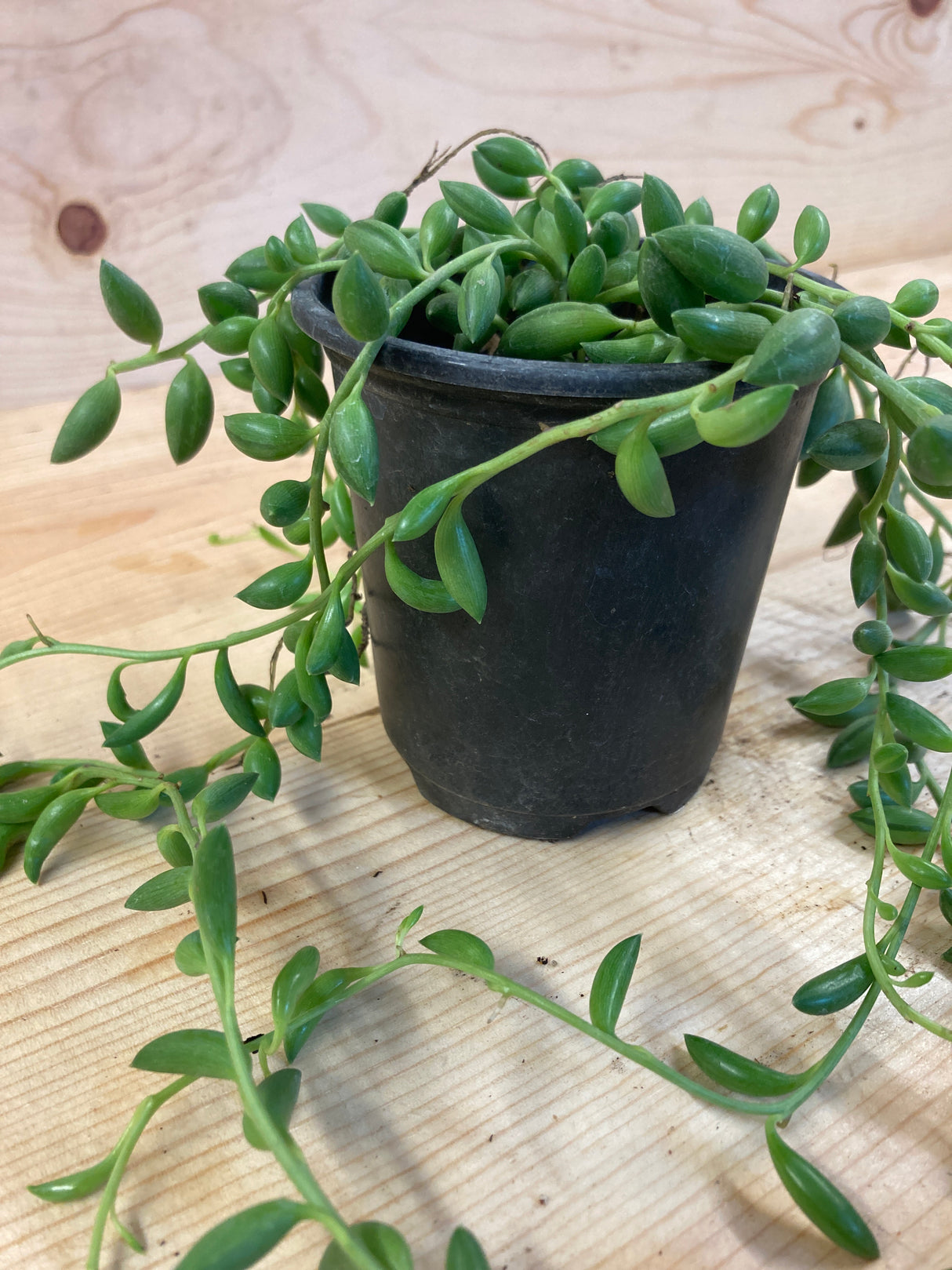 String of Bananas Organically Grown Succulent Plant For Sale