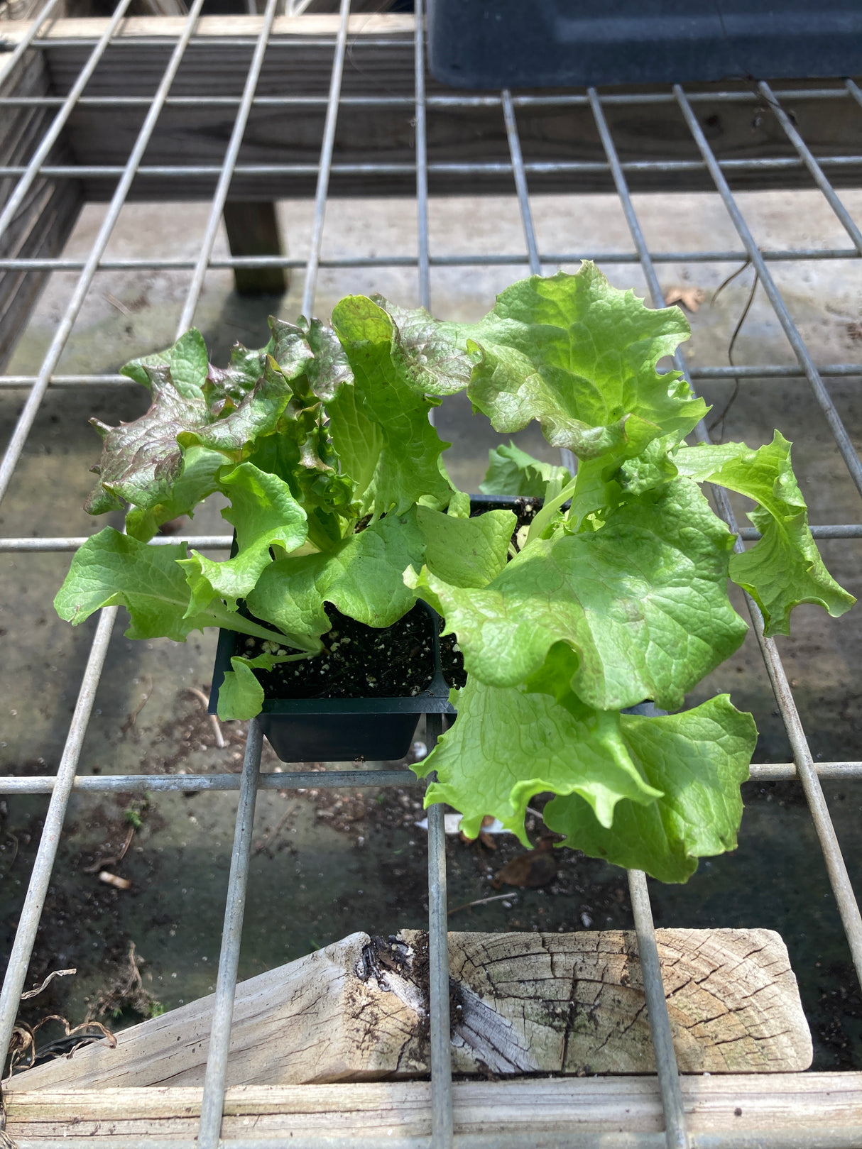 Lettuce, Red Tinged WInter