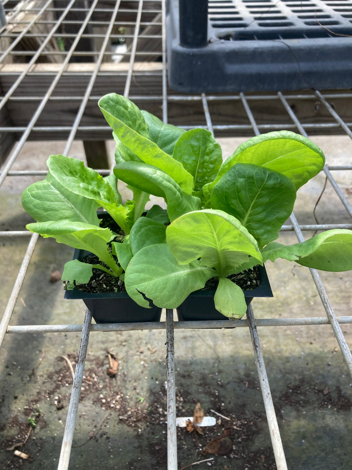 Lettuce, Buttercrunch