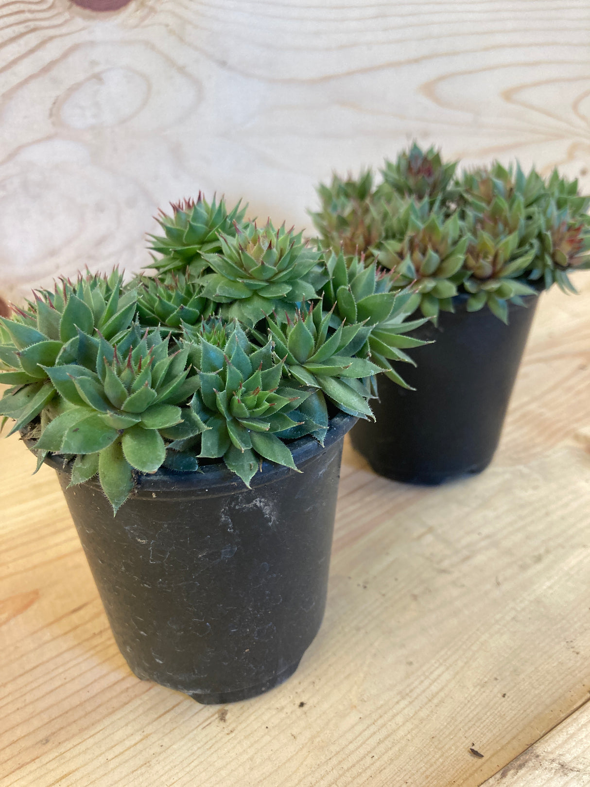 Red Beauty Hen and Chicks Organically Grown Plants For Sale