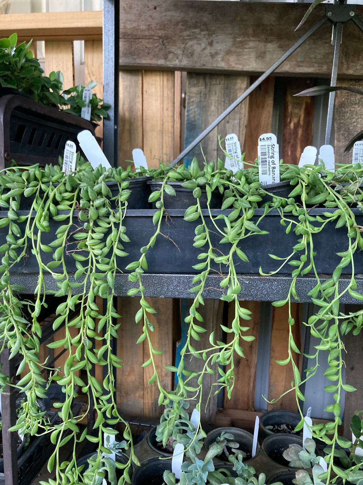 String of Bananas Organically Grown Succulent Plant For Sale