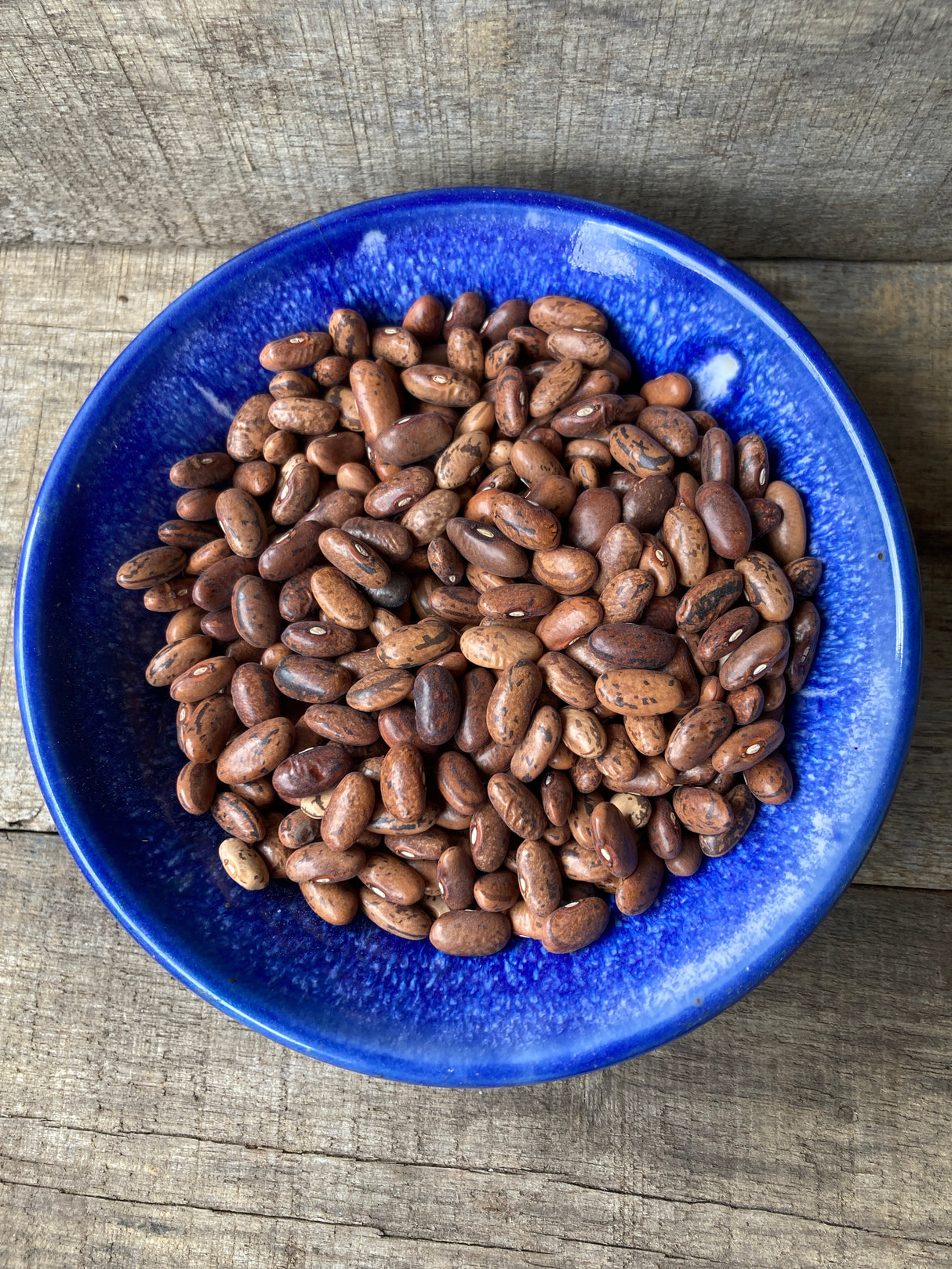 Seeds Bean, Rattlesnake