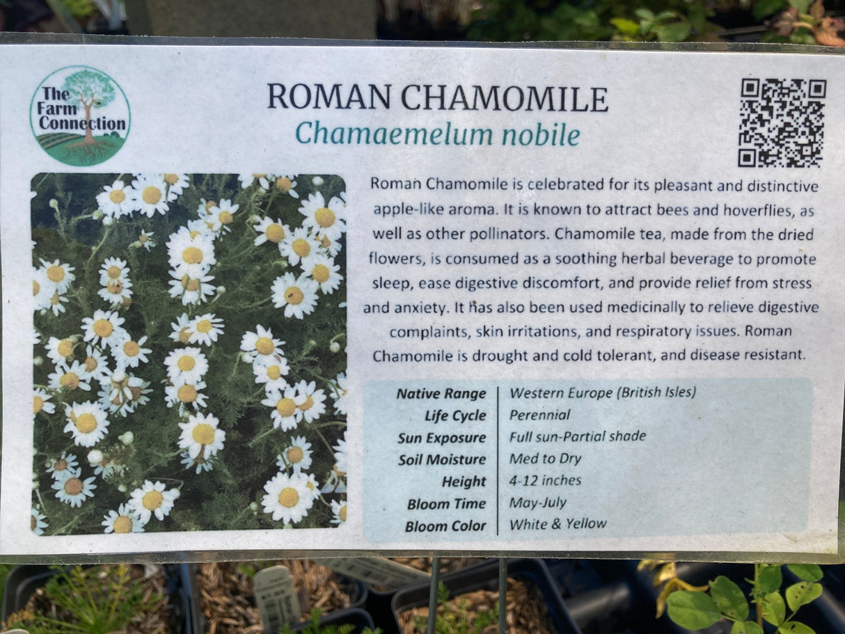 Chamomile, Roman