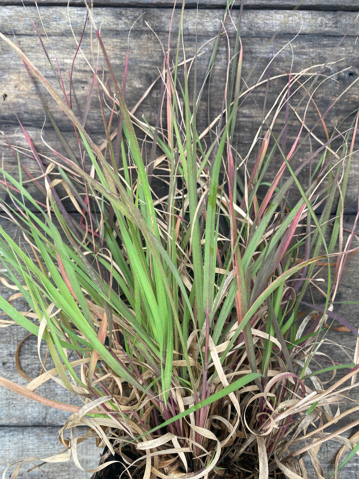 Grama Grass, Sideoats