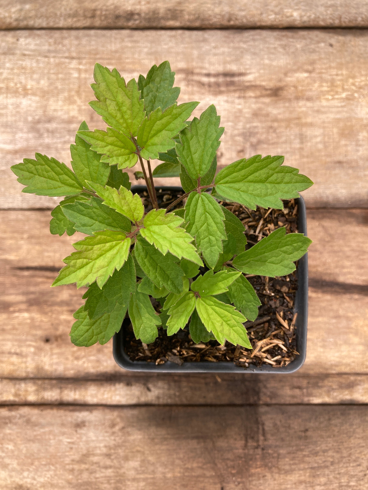 Clematis, Virgin's Bower