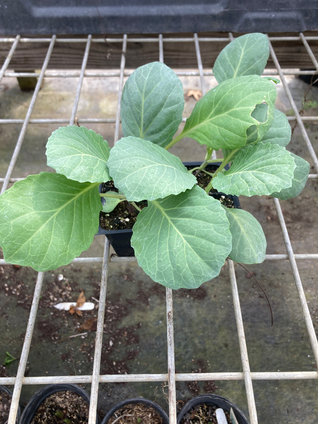Cabbage, Typhoon