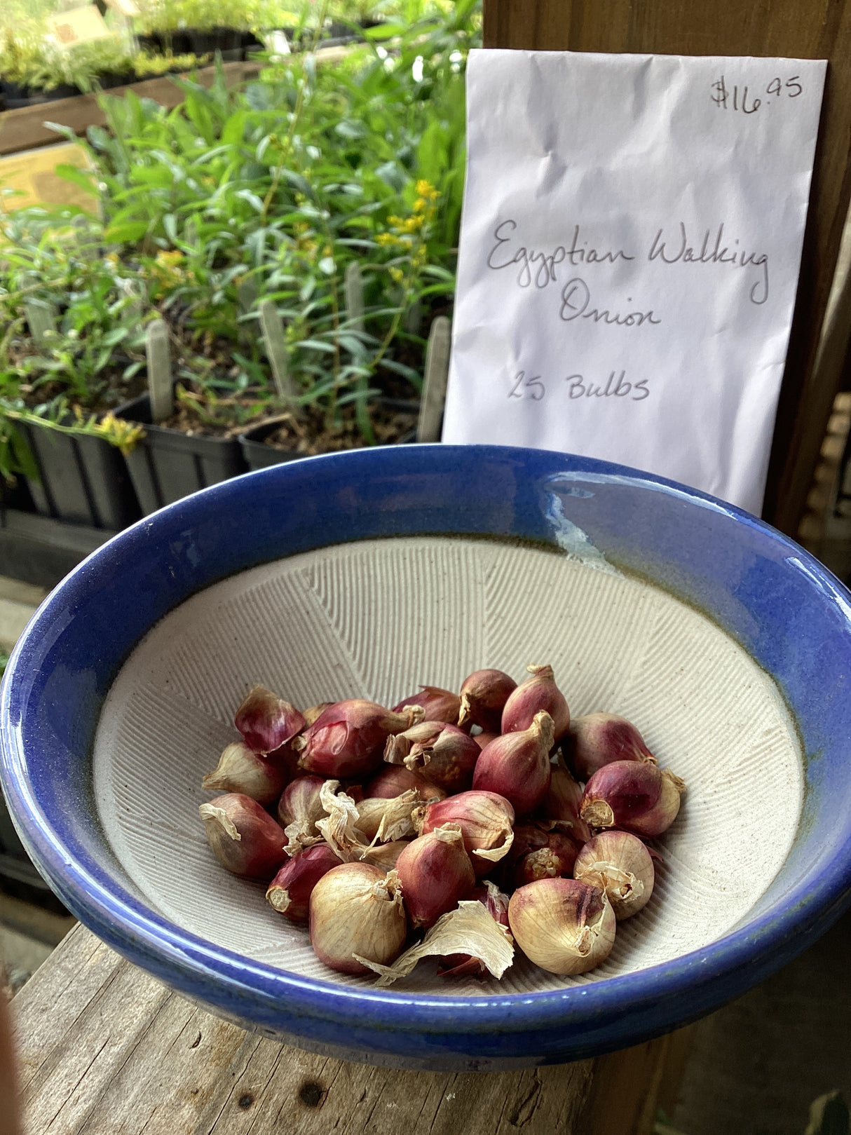 Onion, Egypt Walking