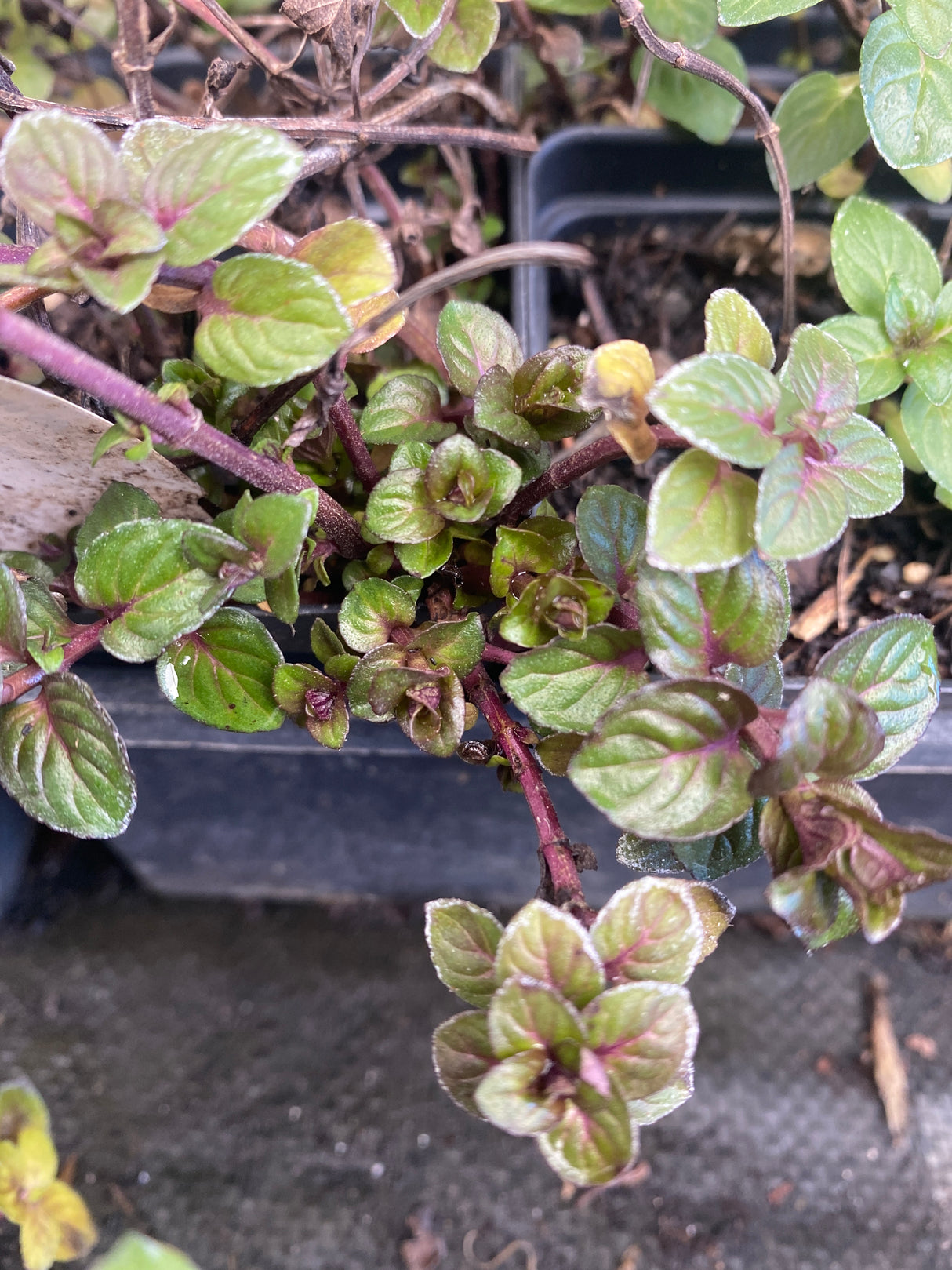 Mint, Peppermint Chocolate