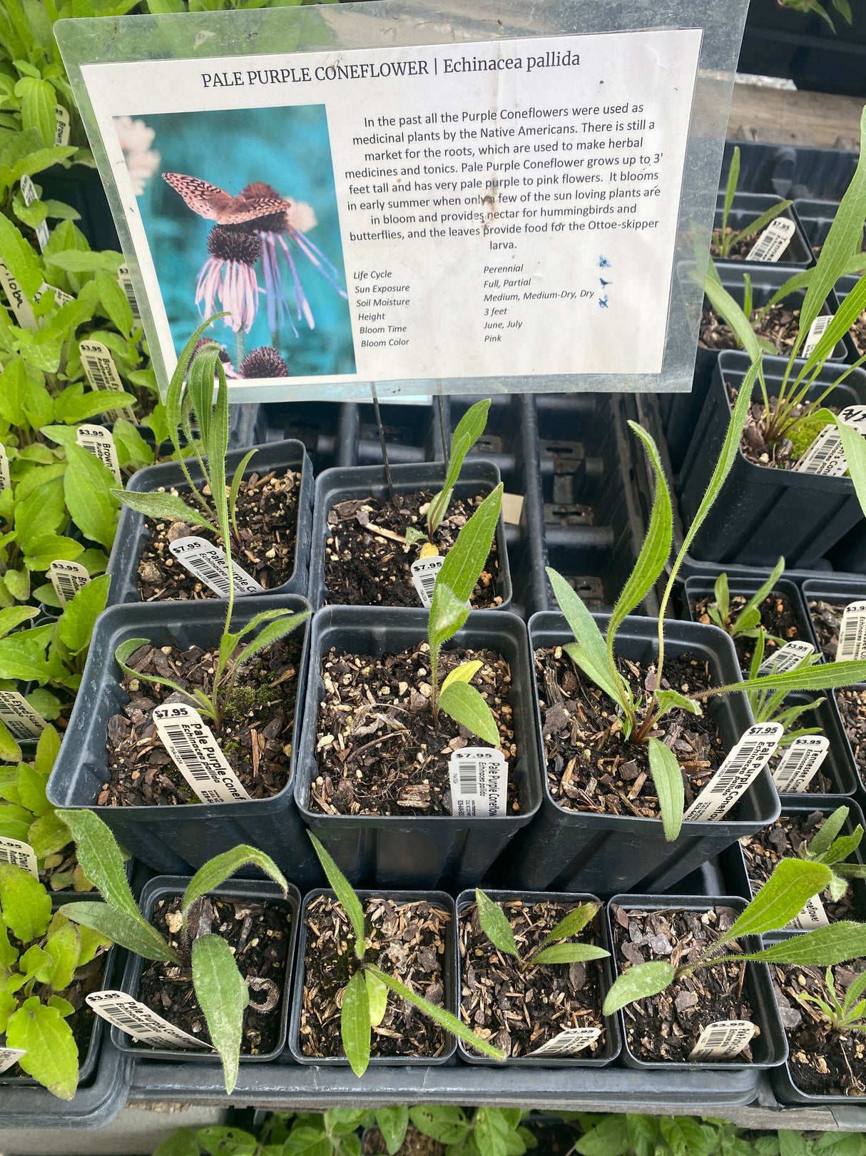 Coneflower, Pale Purple
