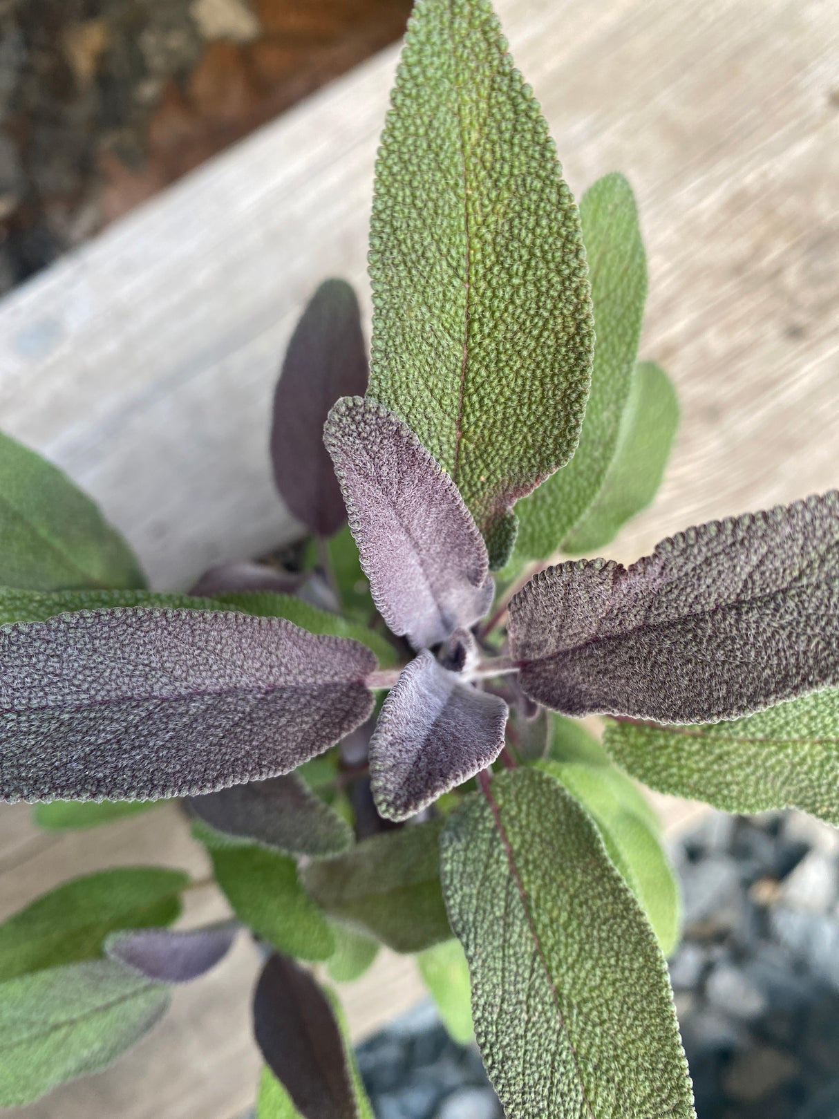 Sage, Purple