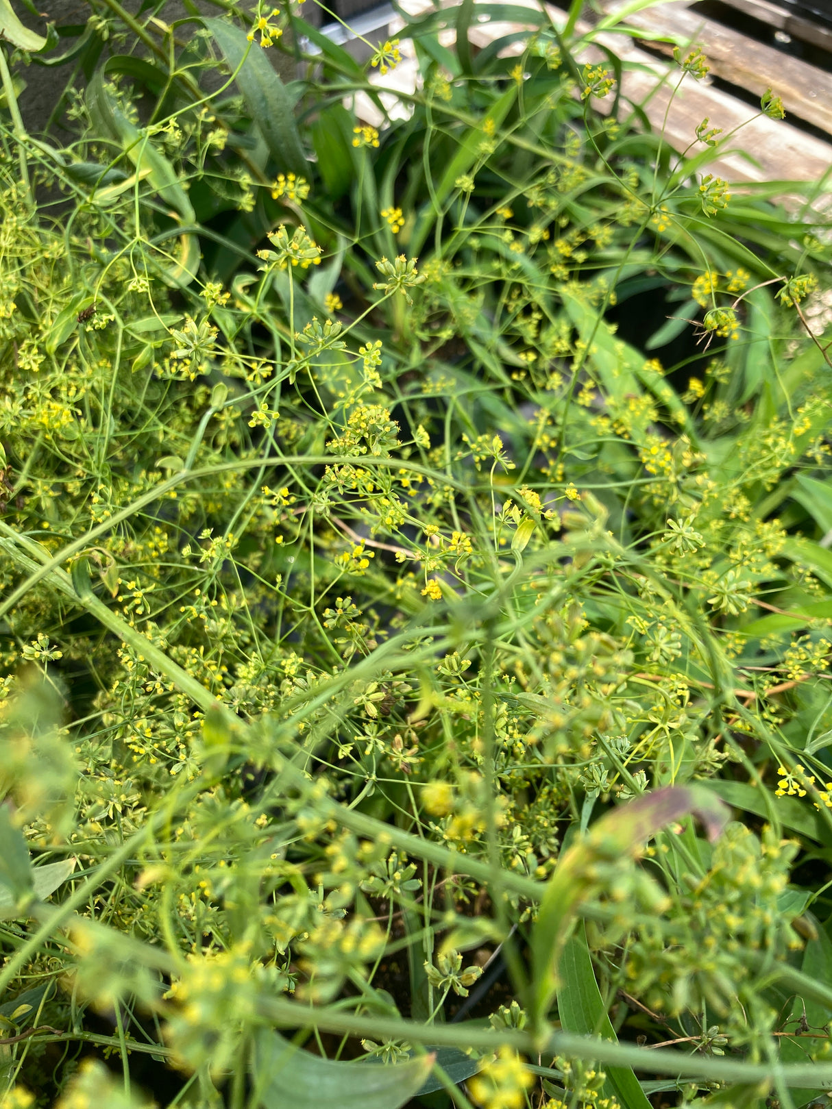 Bupleurum, Chinese