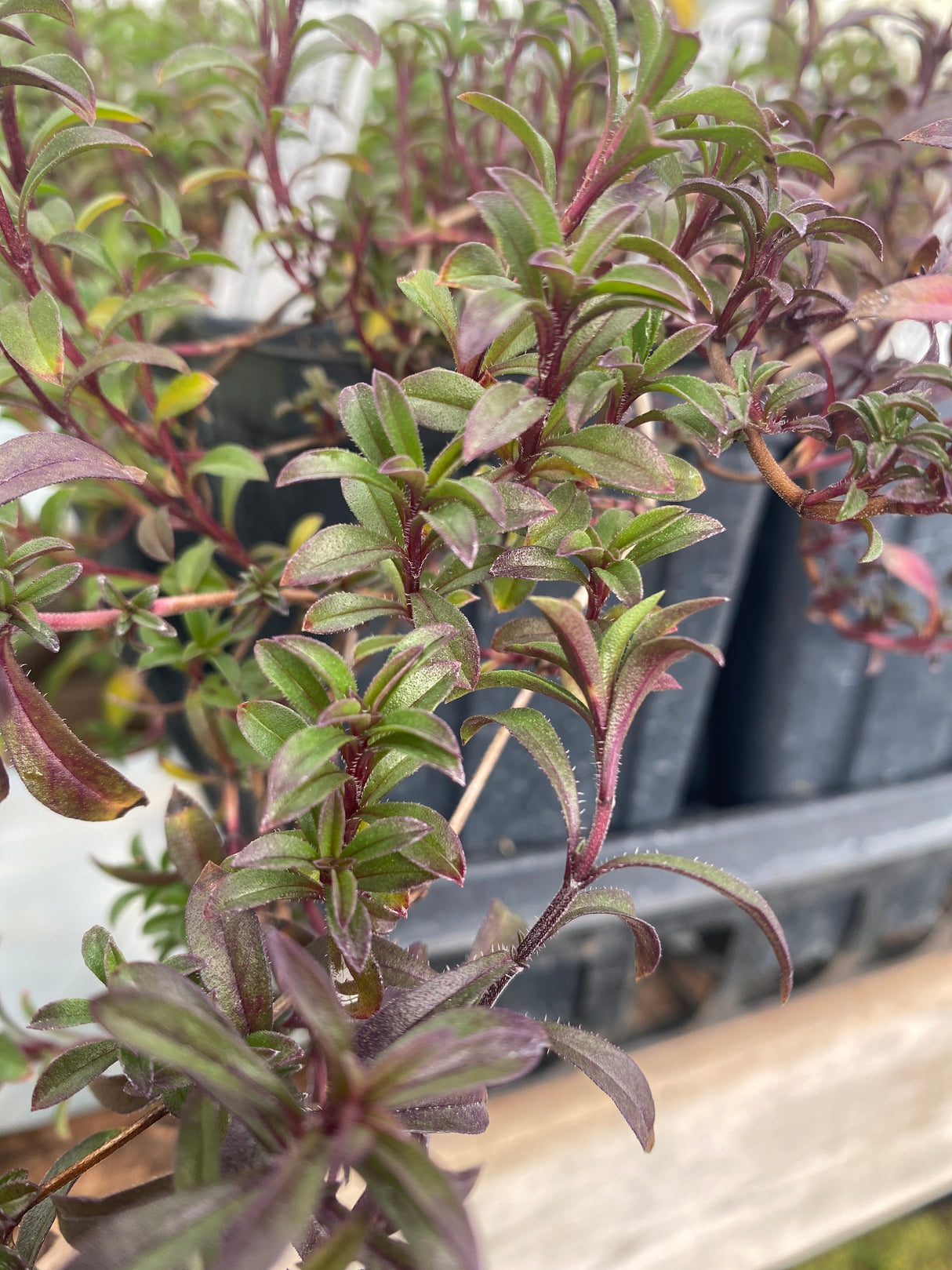 Satureja montana winter savory potted plant for sale