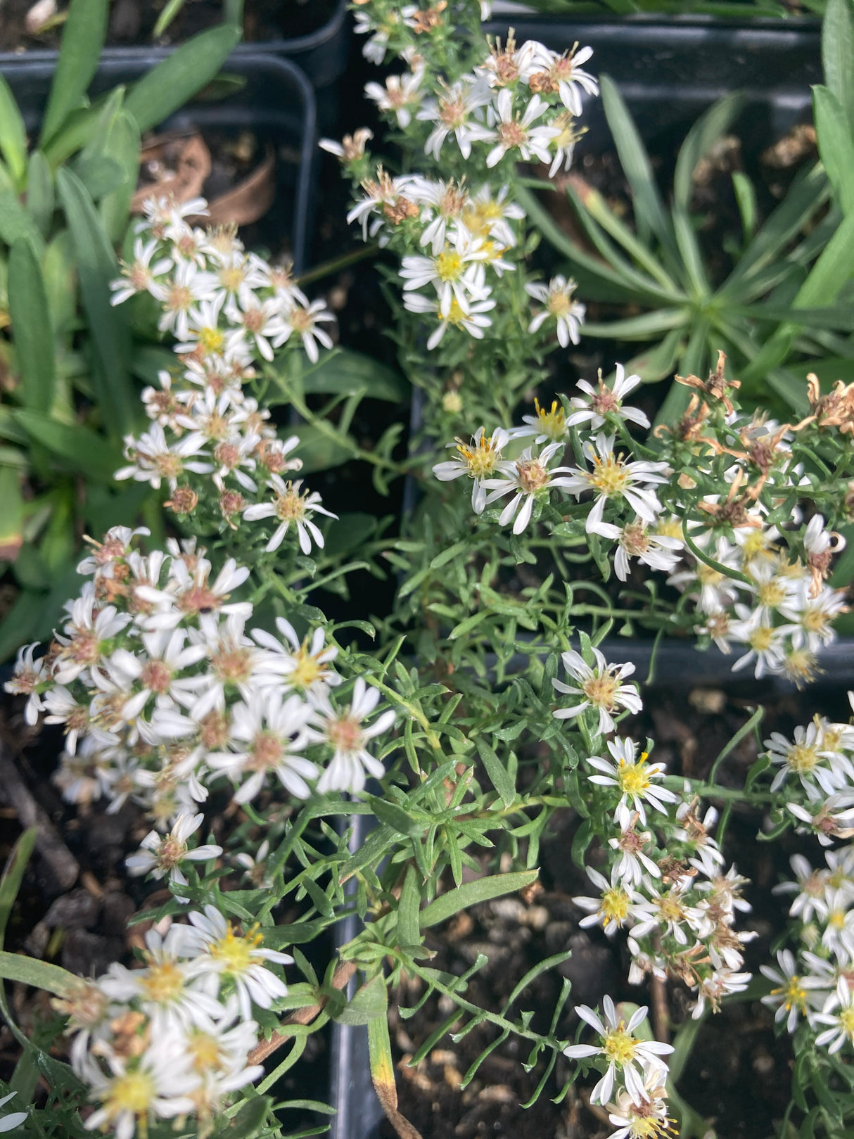 Aster ericoides Snow Flurry potted plant for sale