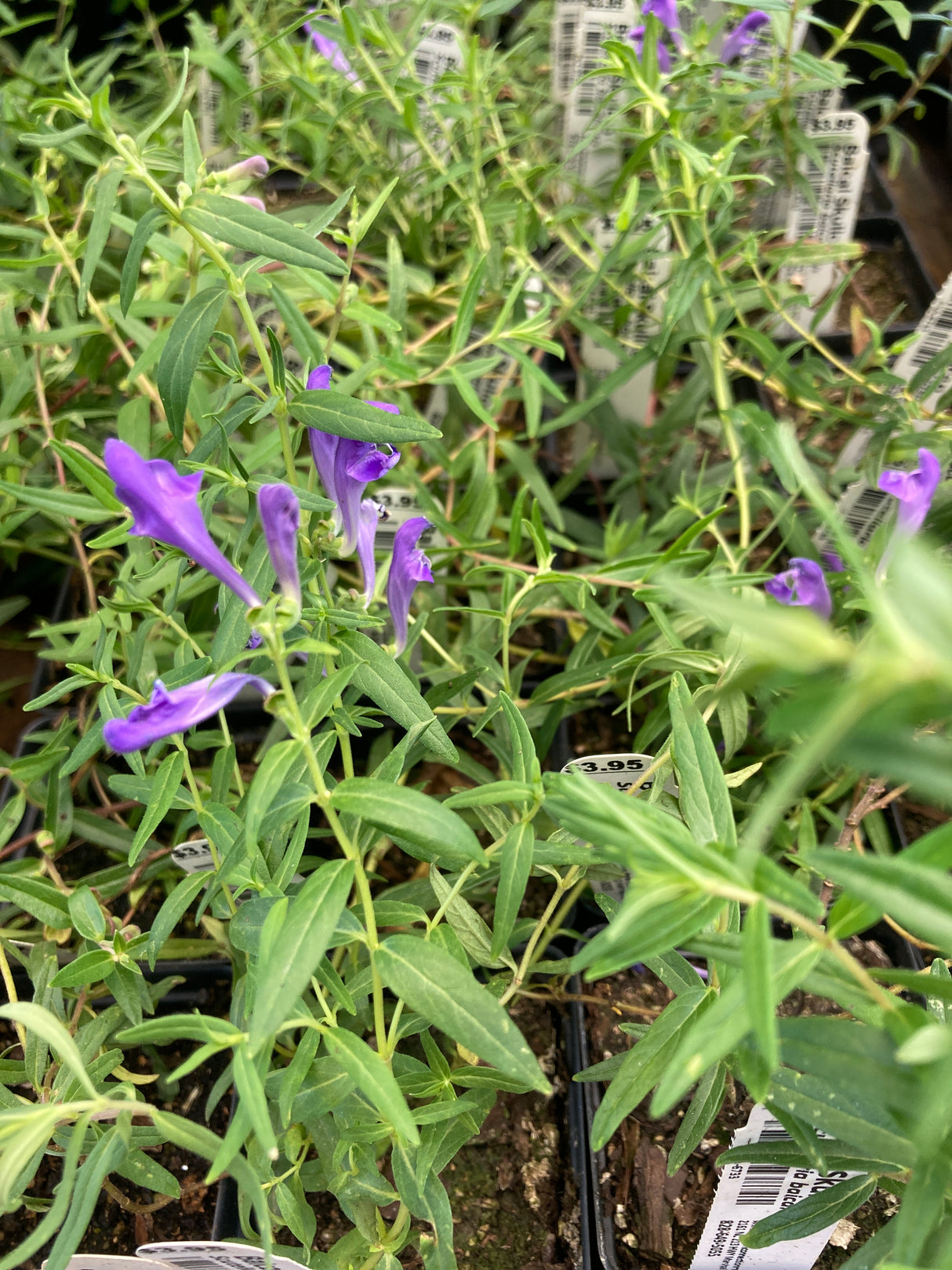Skullcap, Baical