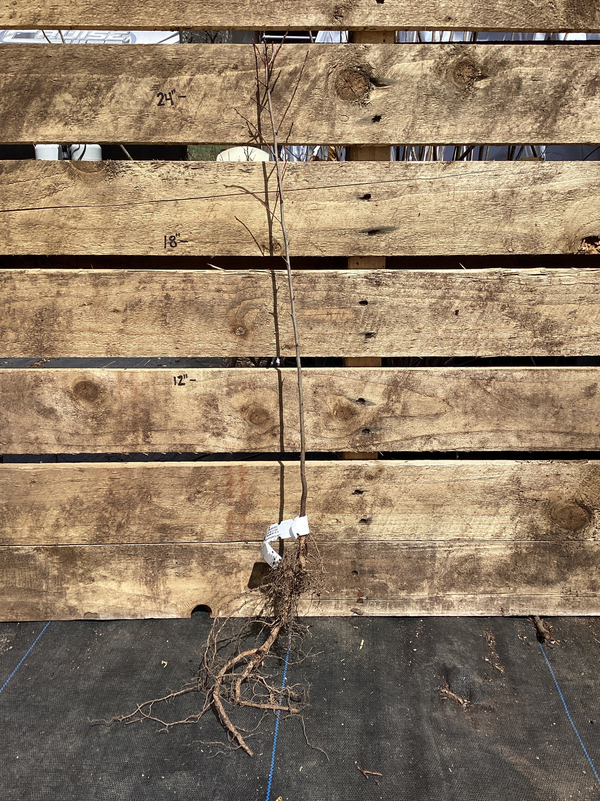 Plum, Chickasaw, Bare Root