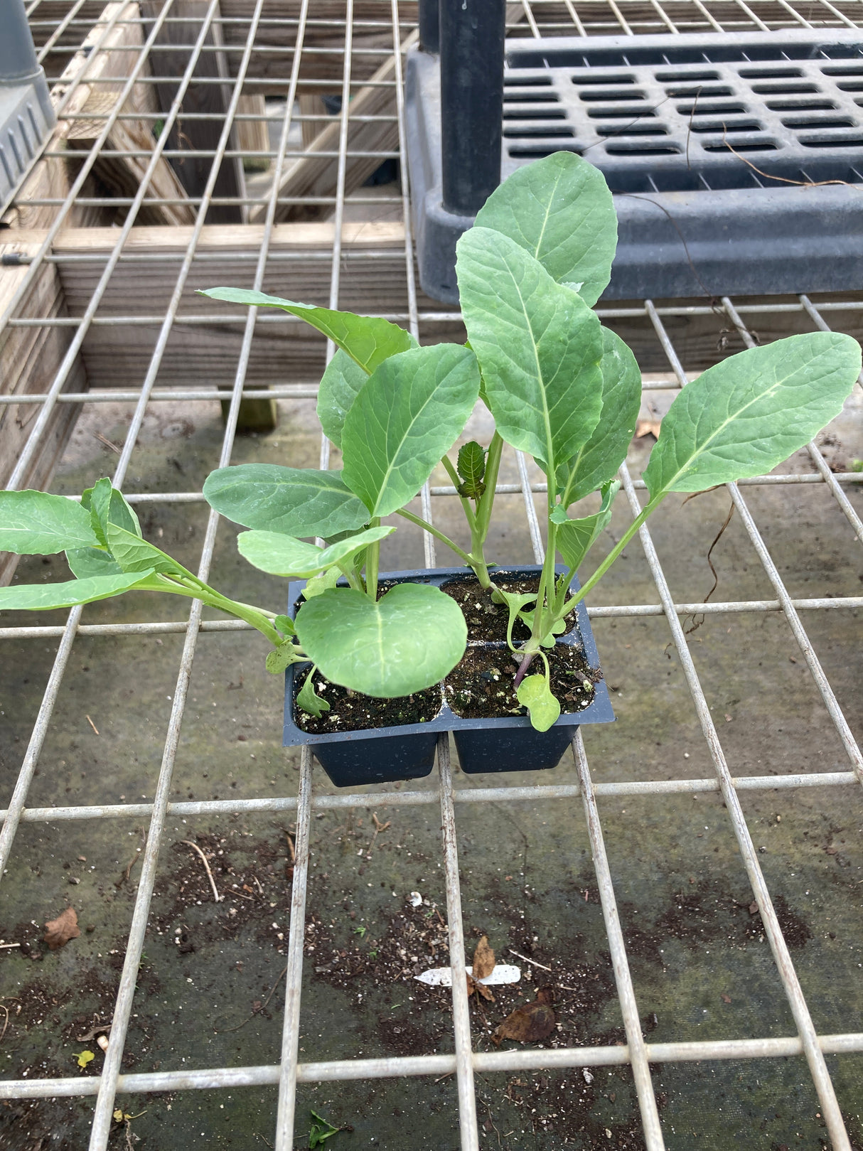 Cauliflower, Snowball