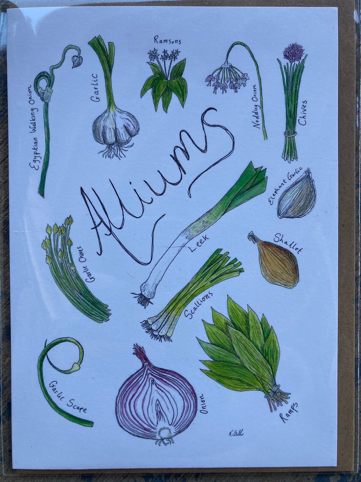 Allium greeting card