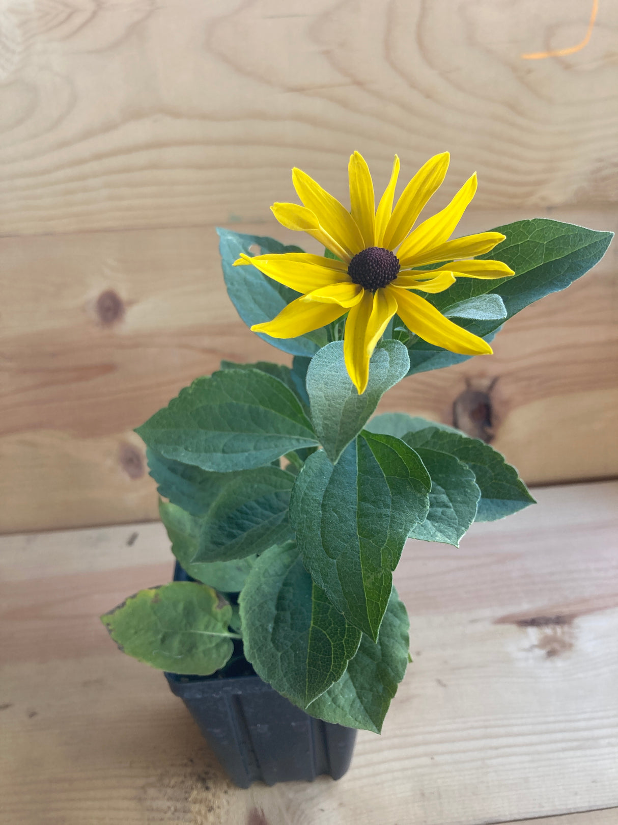 Rudbeckia, Sweet Black Eyed Susan