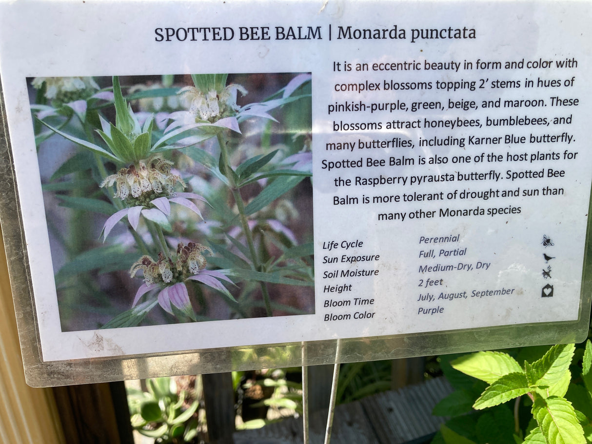 Bee Balm, Spotted