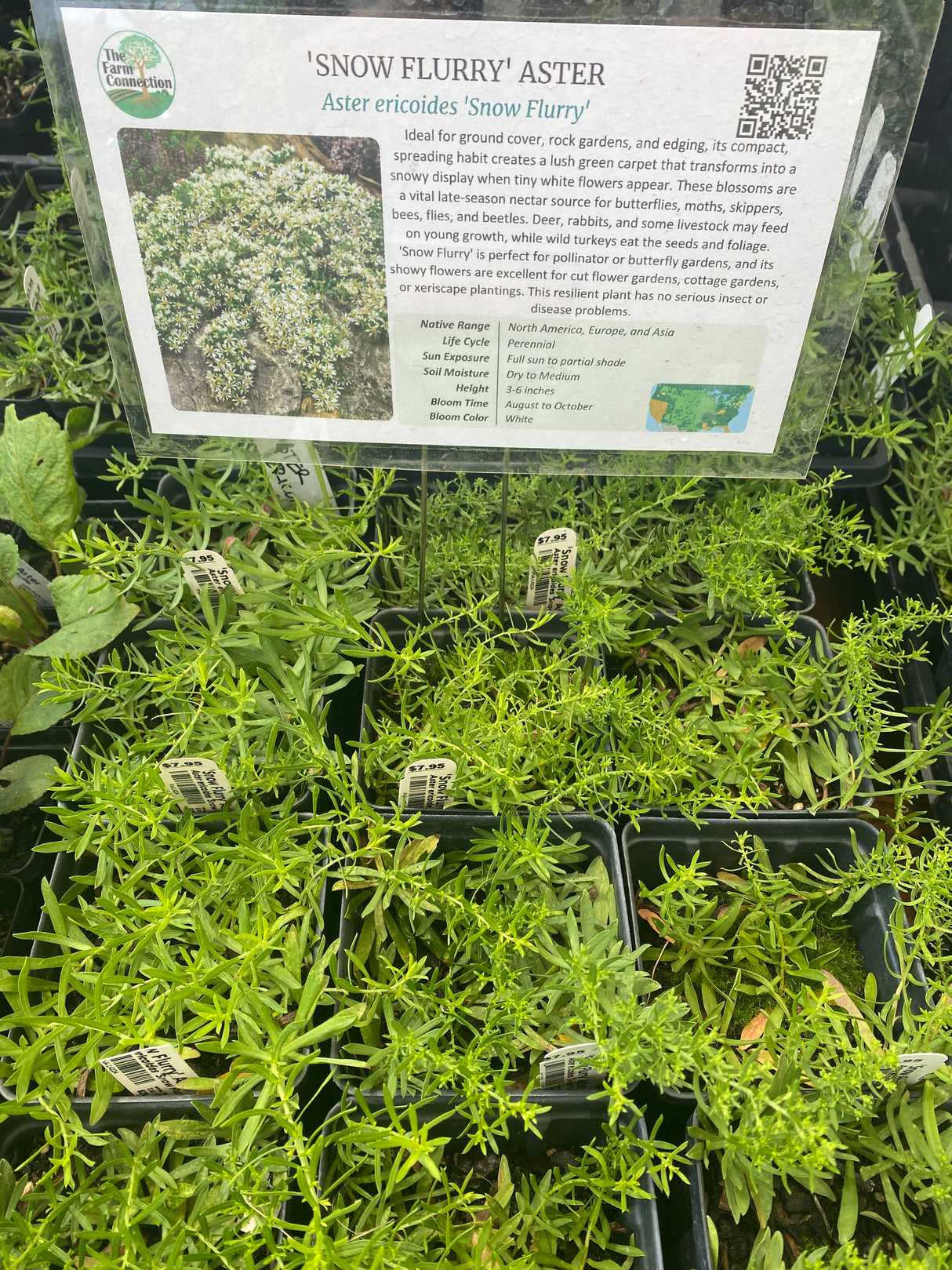 Aster ericoides Snow Flurry potted plant for sale