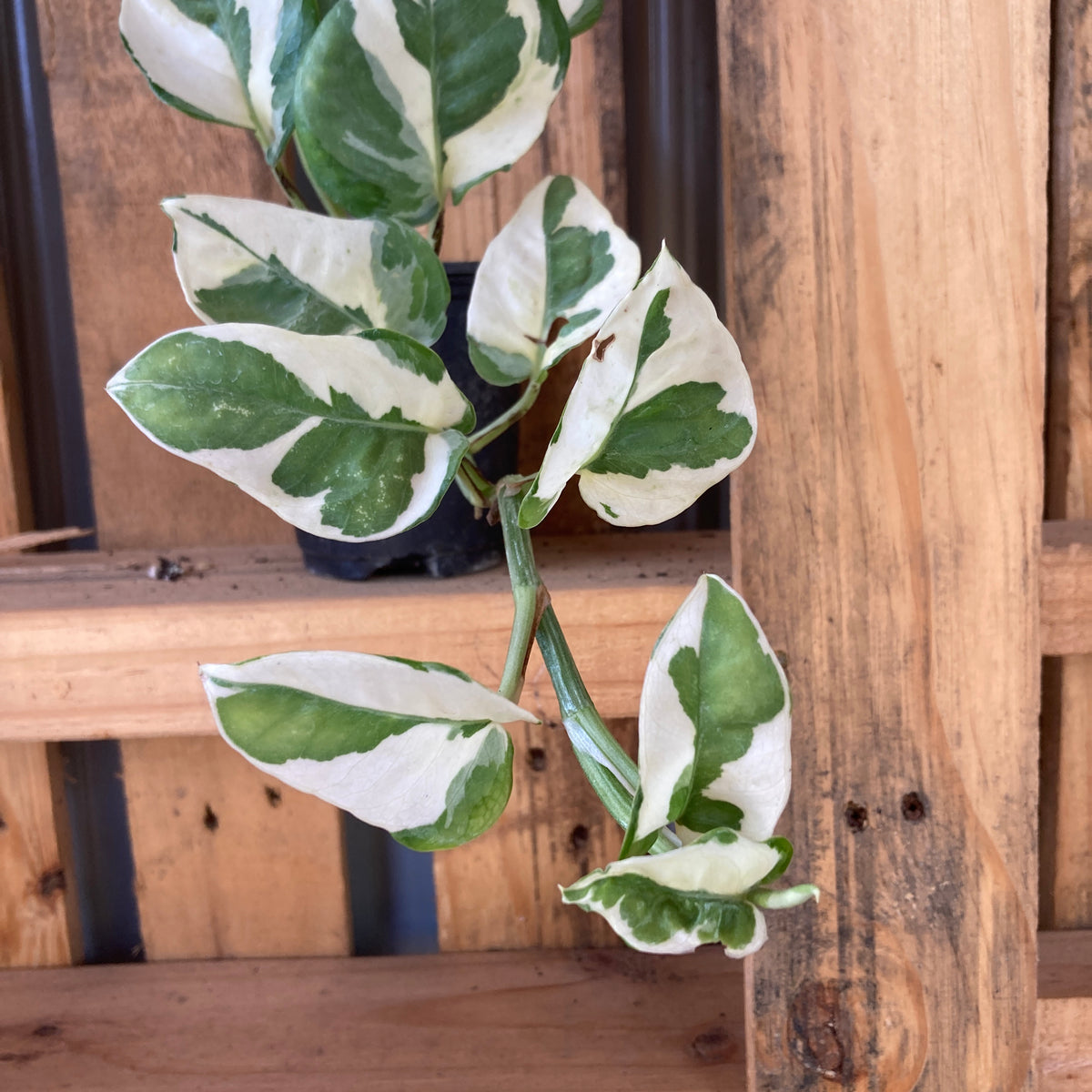 pothos n Pothos, N'Joy Organically Grown House Plants For Sale – The Farm Connection
