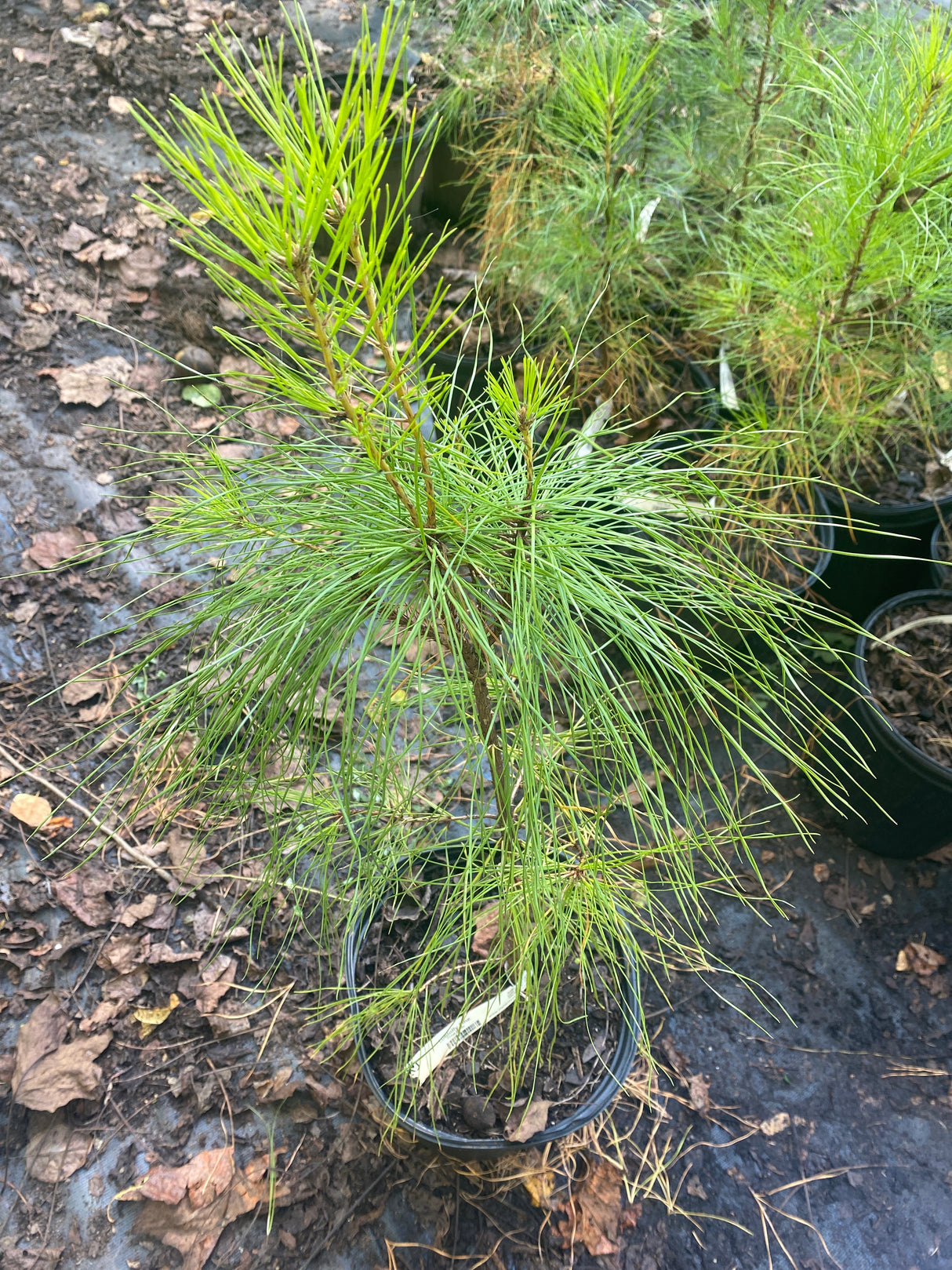Pine, Loblolly