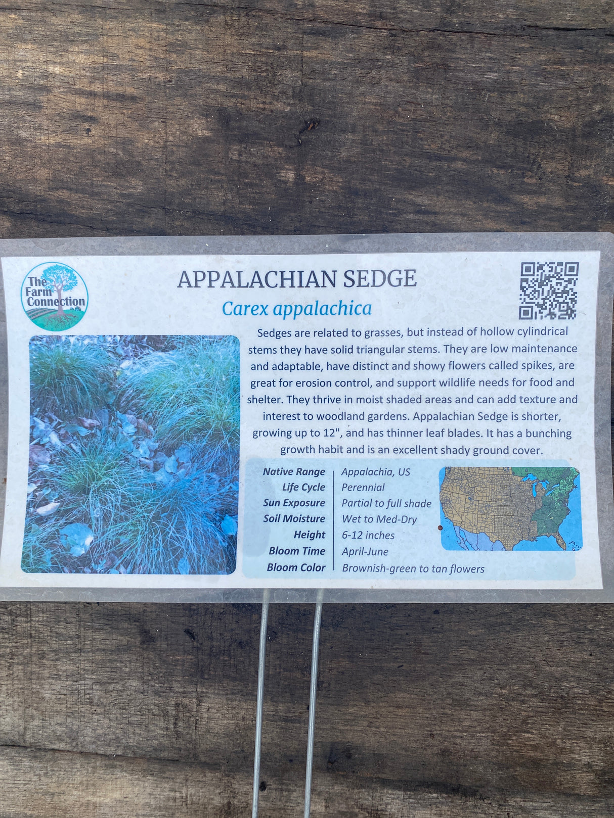 Carex appalachica Appalachian sedge potted plant for sale