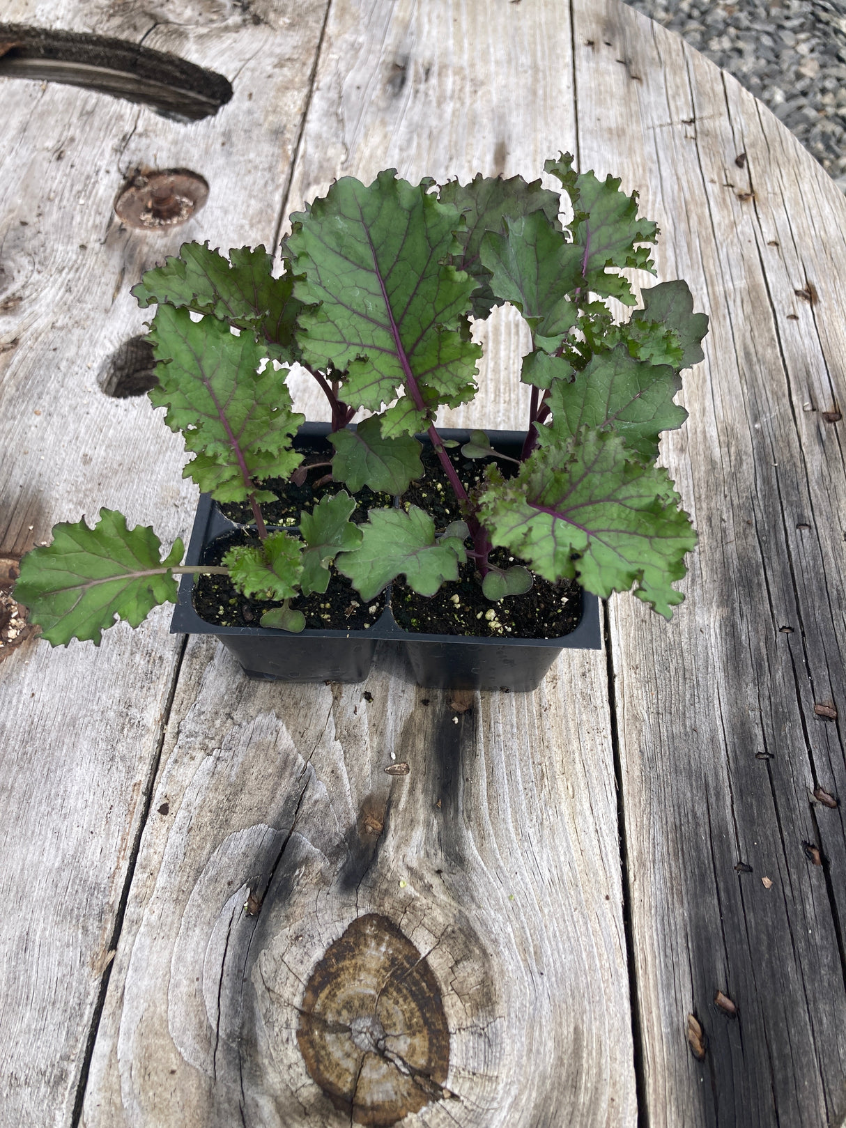 Kale, Scarlet