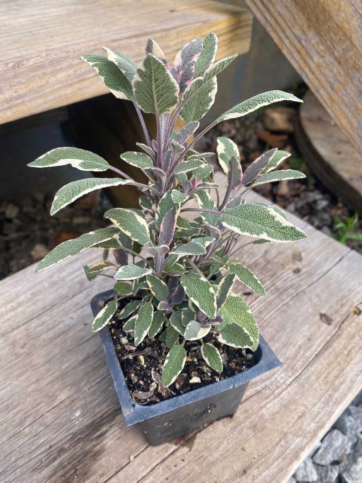 Sage, Tricolor