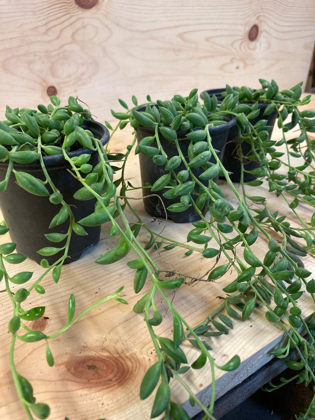 String of Bananas Organically Grown Succulent Plant For Sale