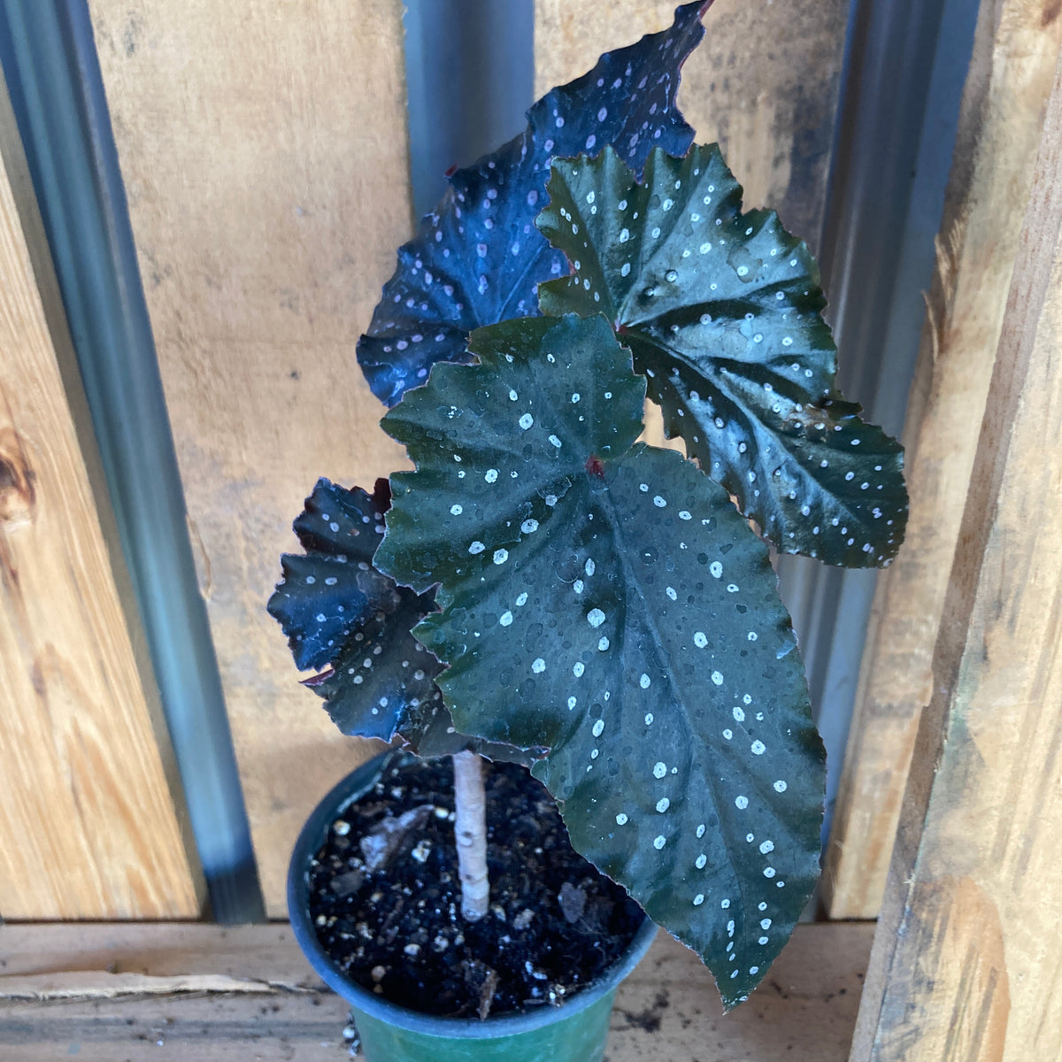 Fannie Moser Begonia Plant For Sale – The Farm Connection