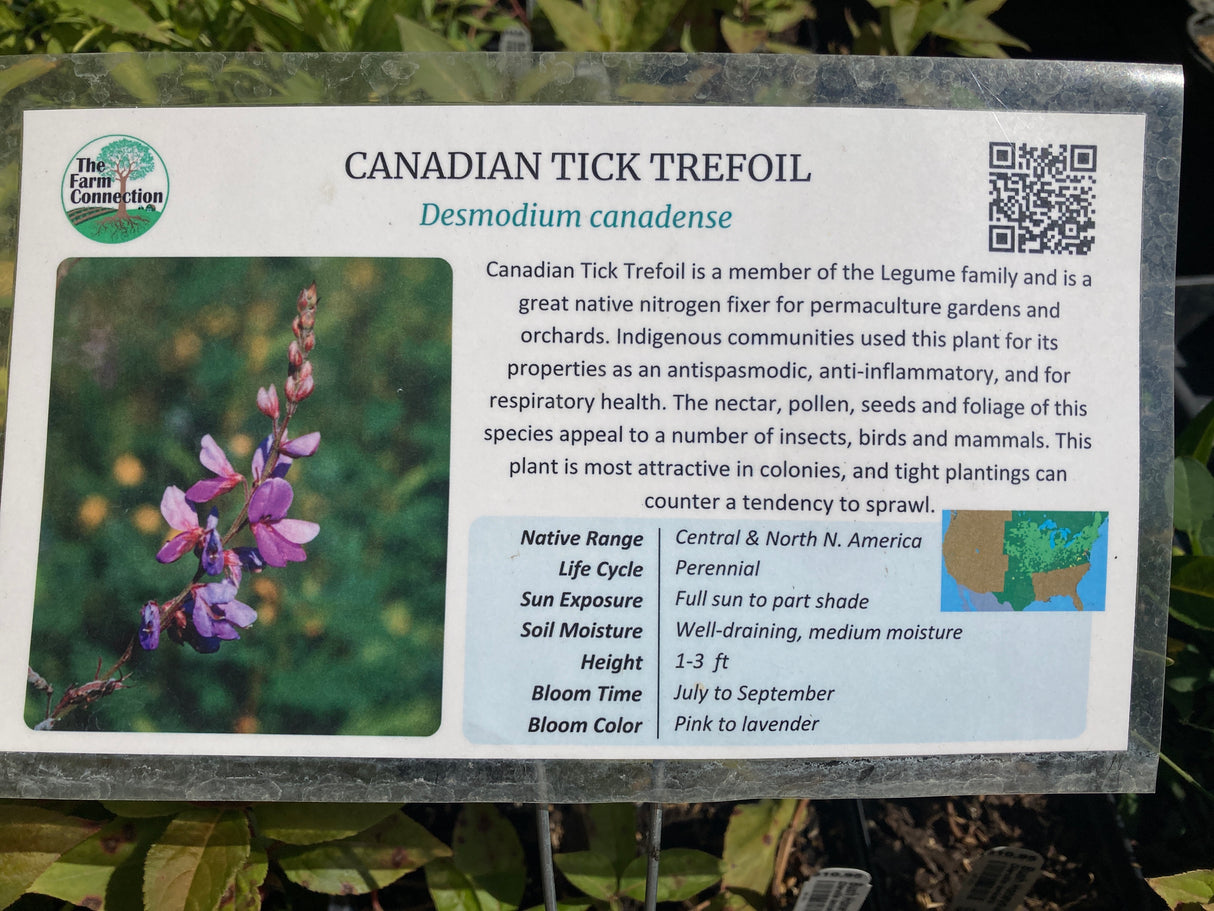 Tick Trefoil, Showy