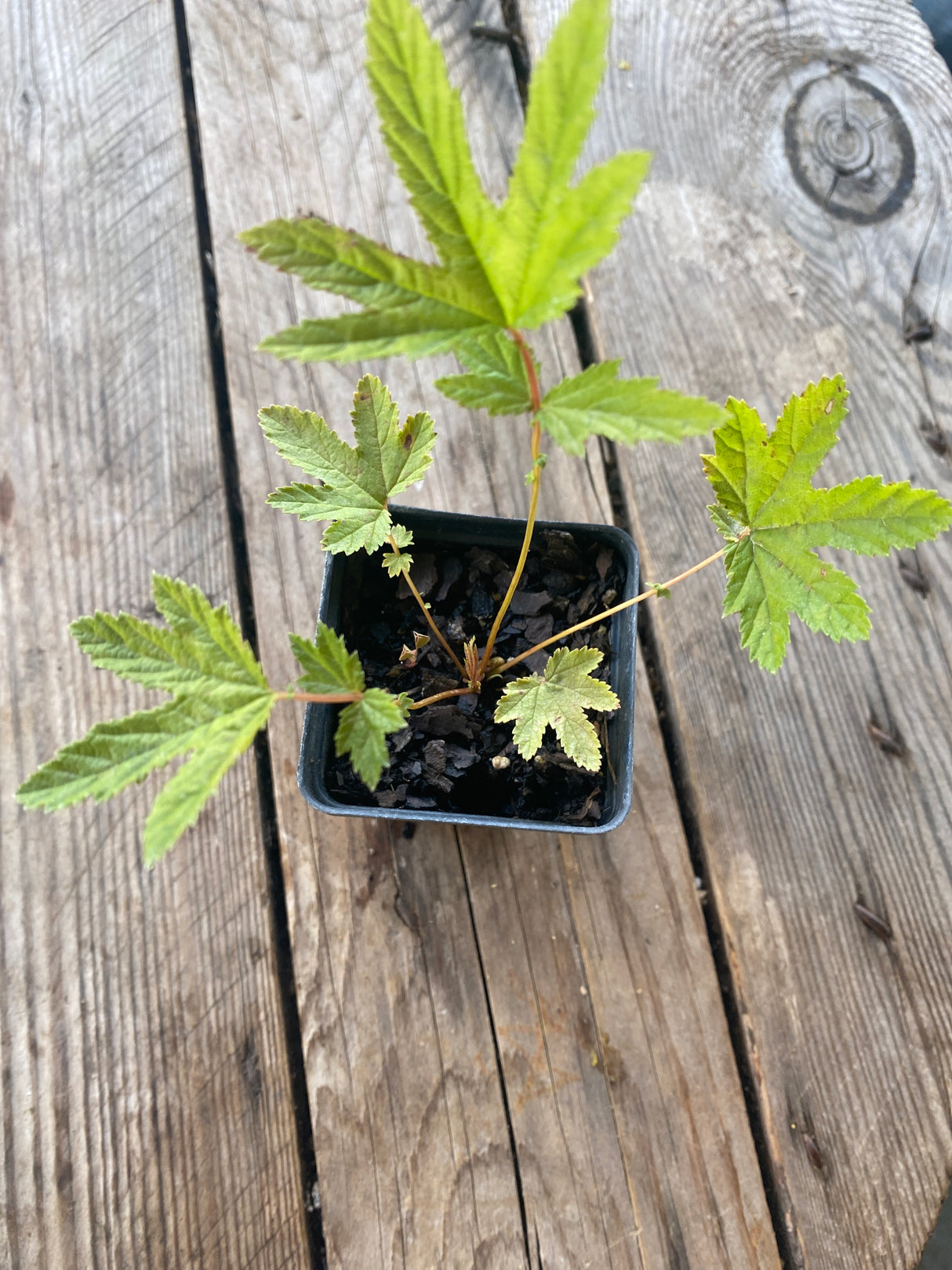 Queen of the Prairie