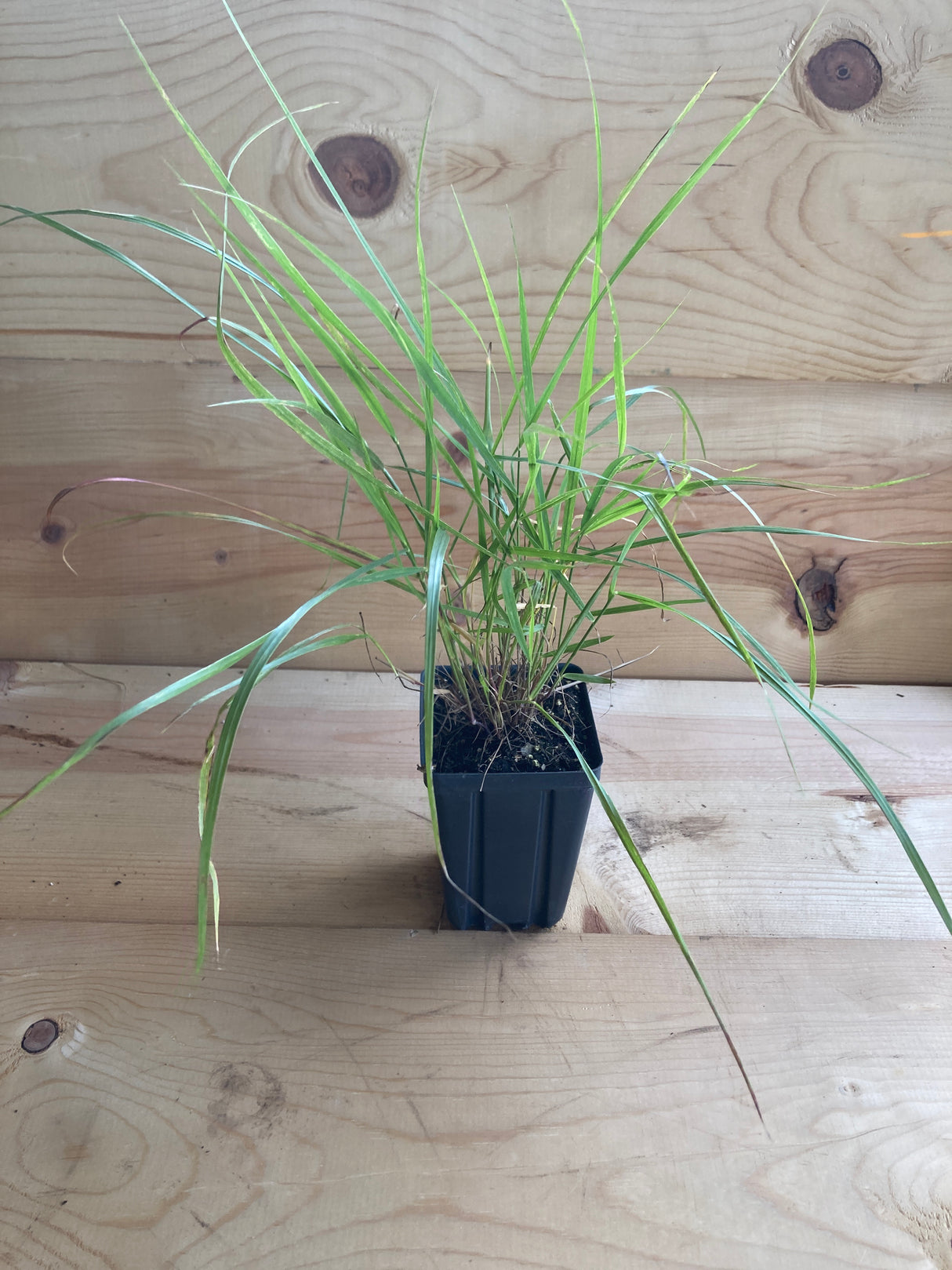 Switchgrass, Shenadoah