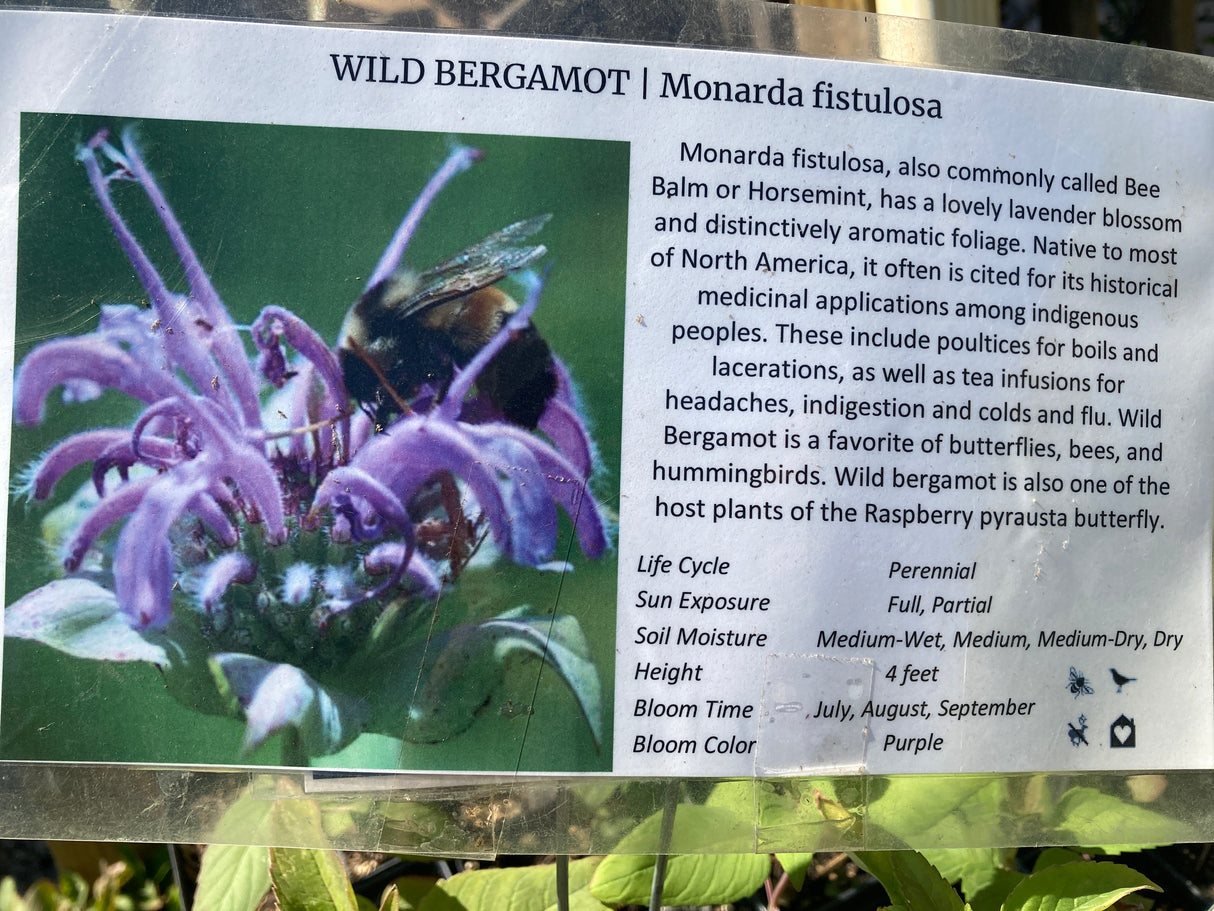 Monarda, Wild Bergamot