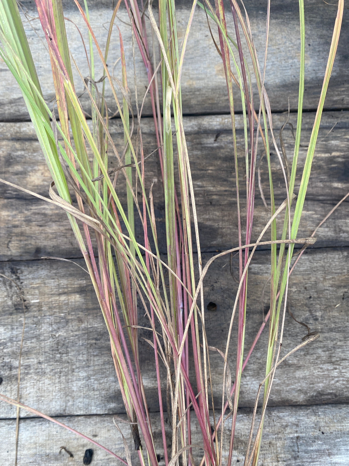 Big Bluestem plant for sale