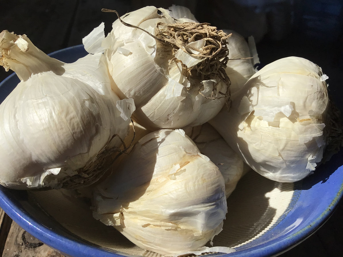 Mennonite, Hardneck, Seed Garlic