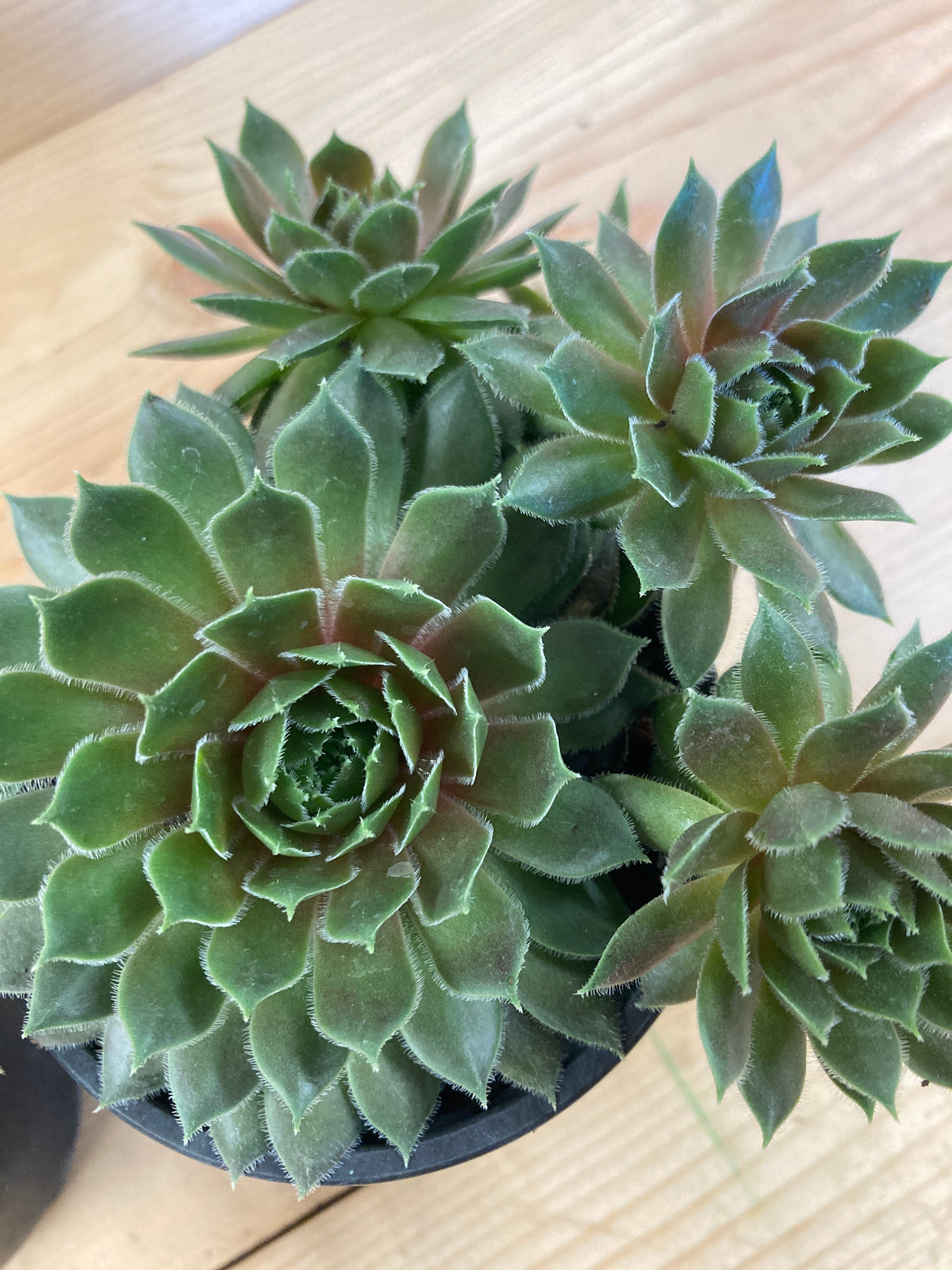 Kalinda Hen and Chicks Organically Grown Plants For Sale