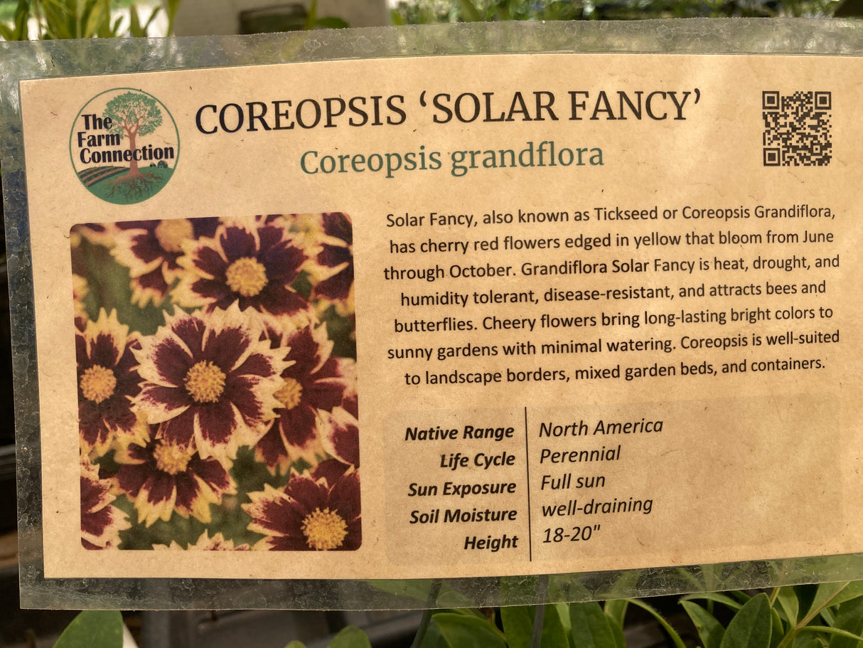 Solar Fancy Coreopsis Organically Grown Plant For Sale