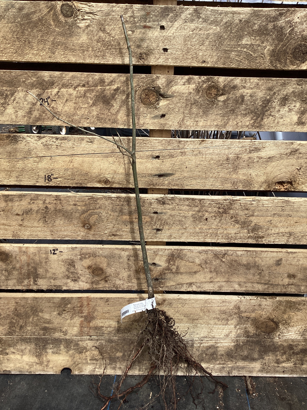 Oak, Nuttall, Bare Root